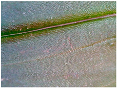 Sustainability 16 10556 i019