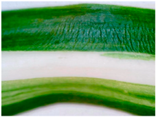 Sustainability 16 10556 i022