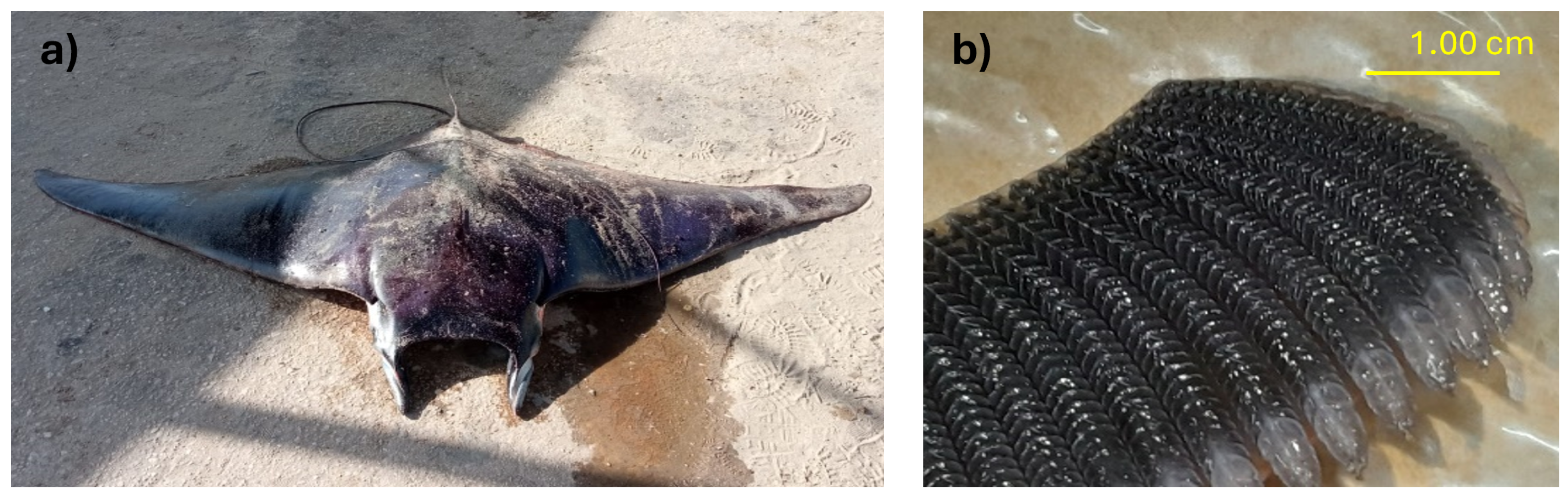 Sustainability 17 00170 g001