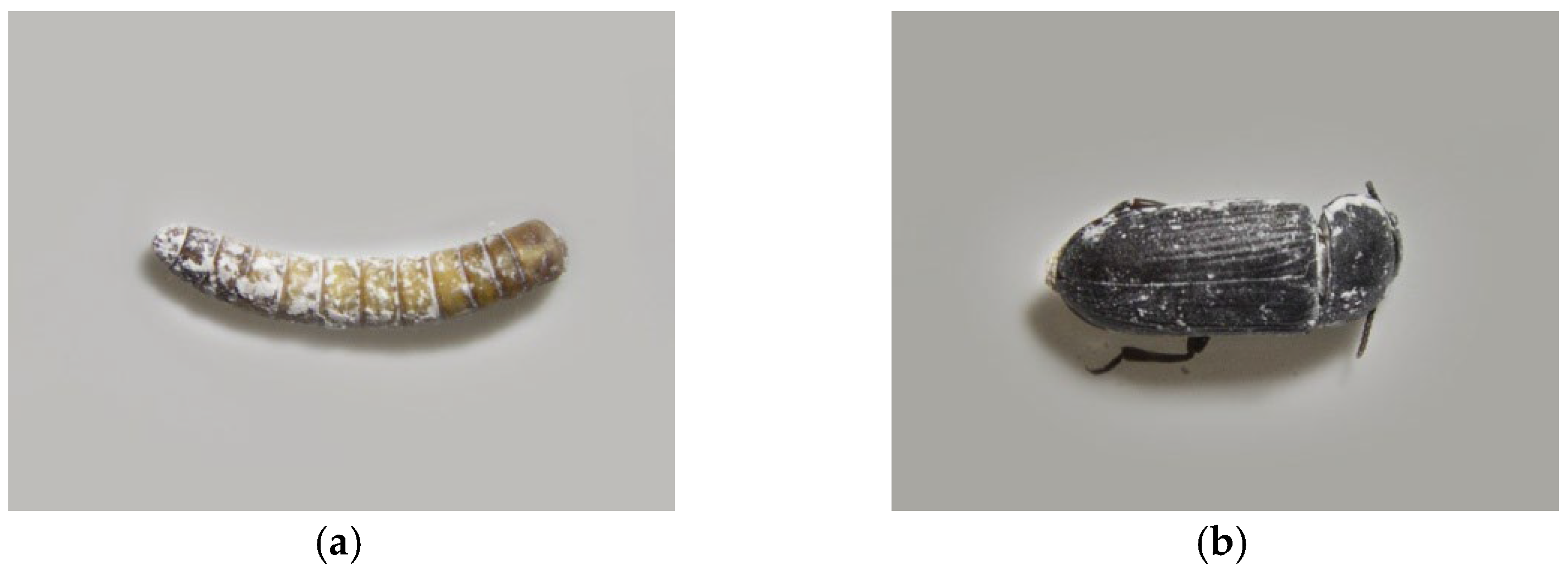 Sustainability 17 03316 g001a