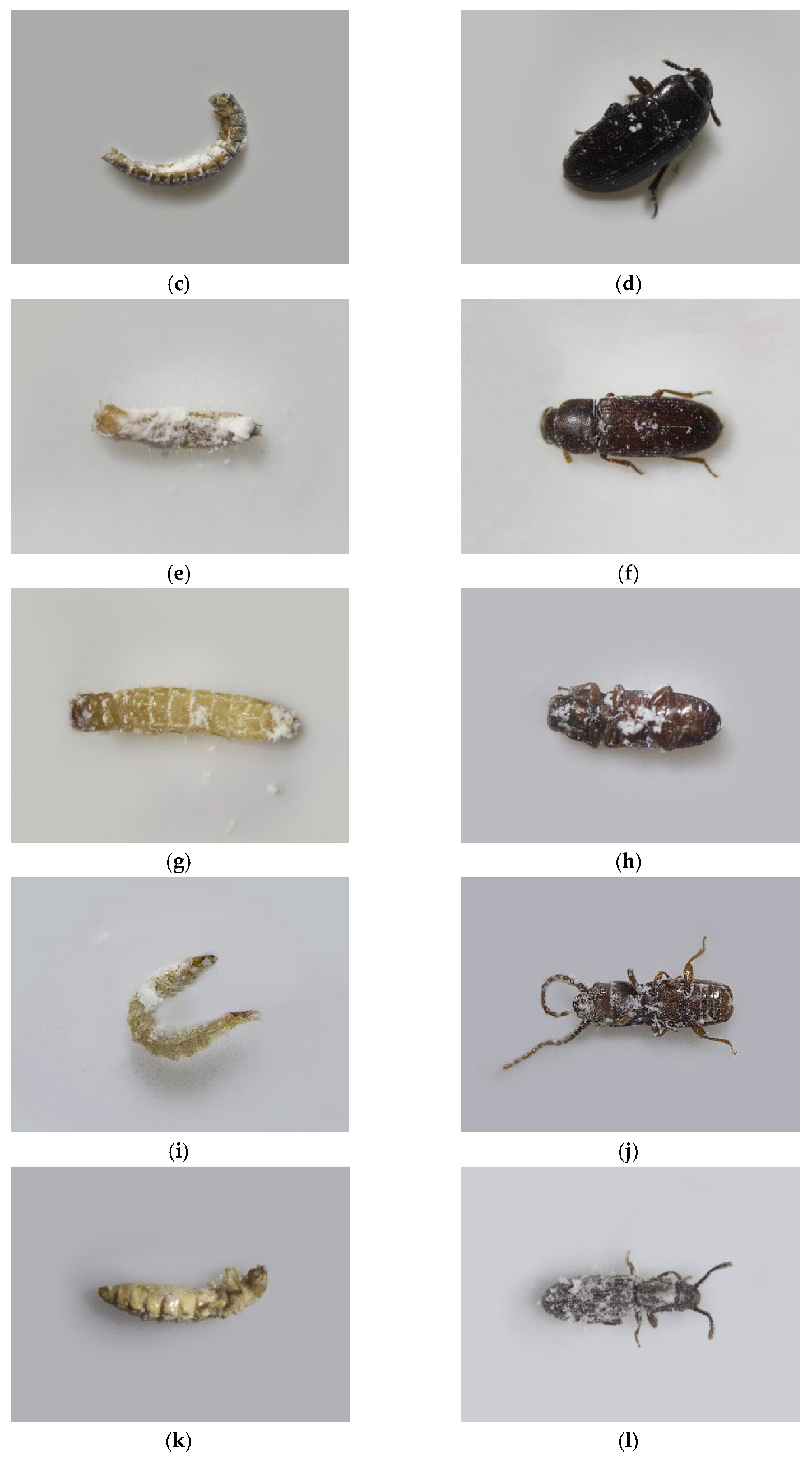 Sustainability 17 03316 g001b