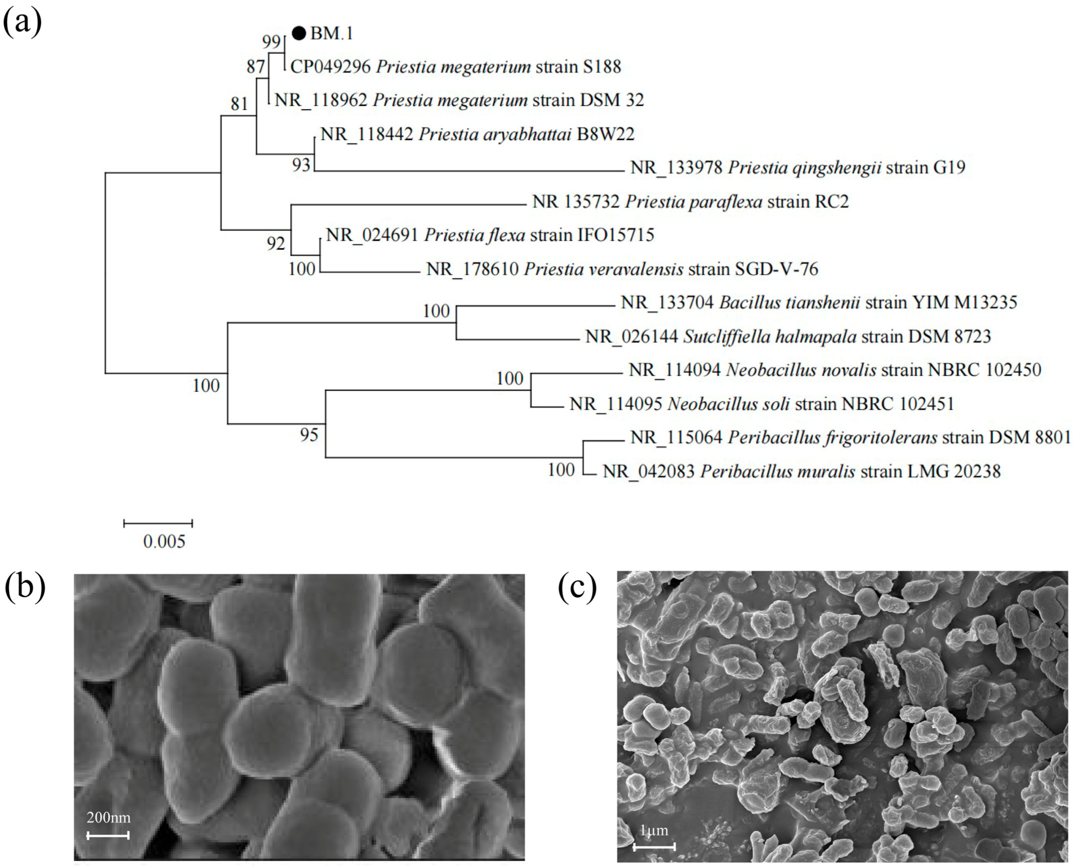 Sustainability 17 05172 g001