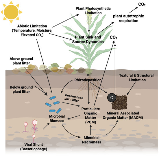 Soil Carbon Sequestration: A Mechanistic Perspective on Limitations and ...