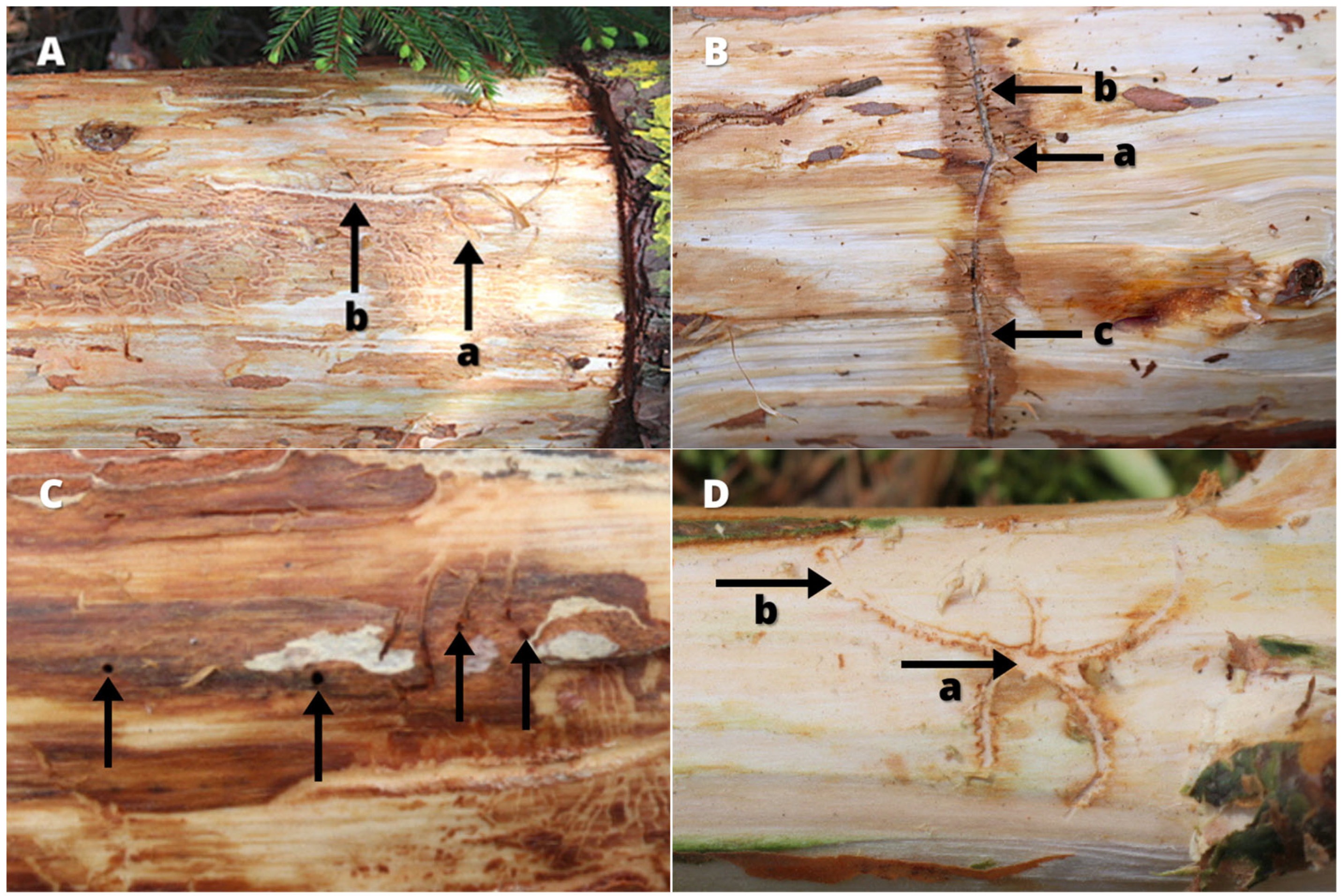Sustainability 17 07744 g005