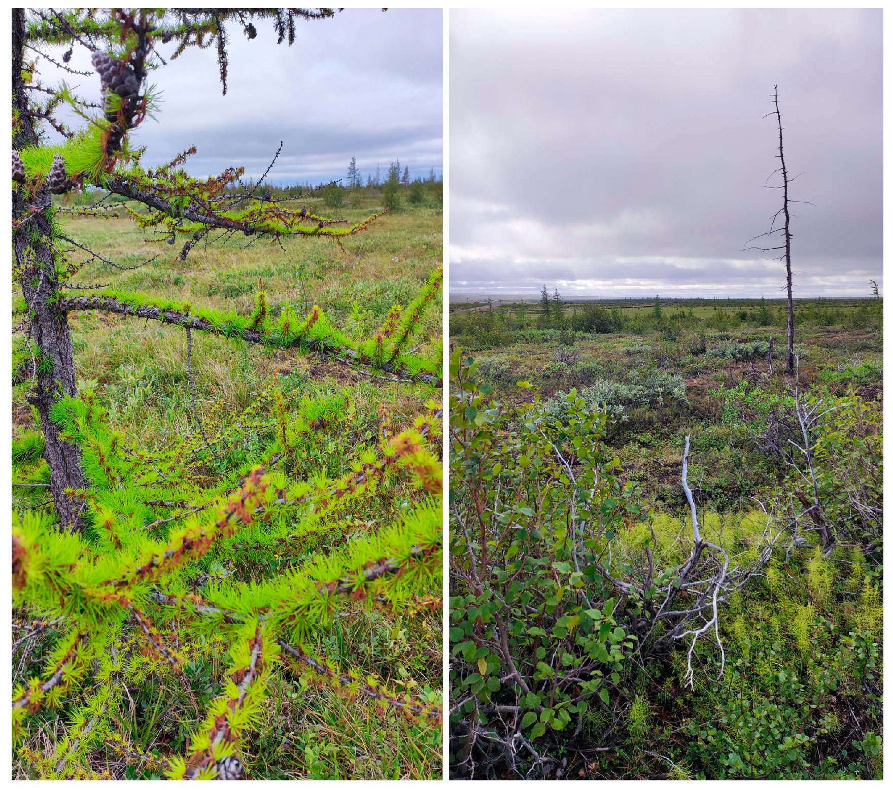 Sustainability 17 08892 g002