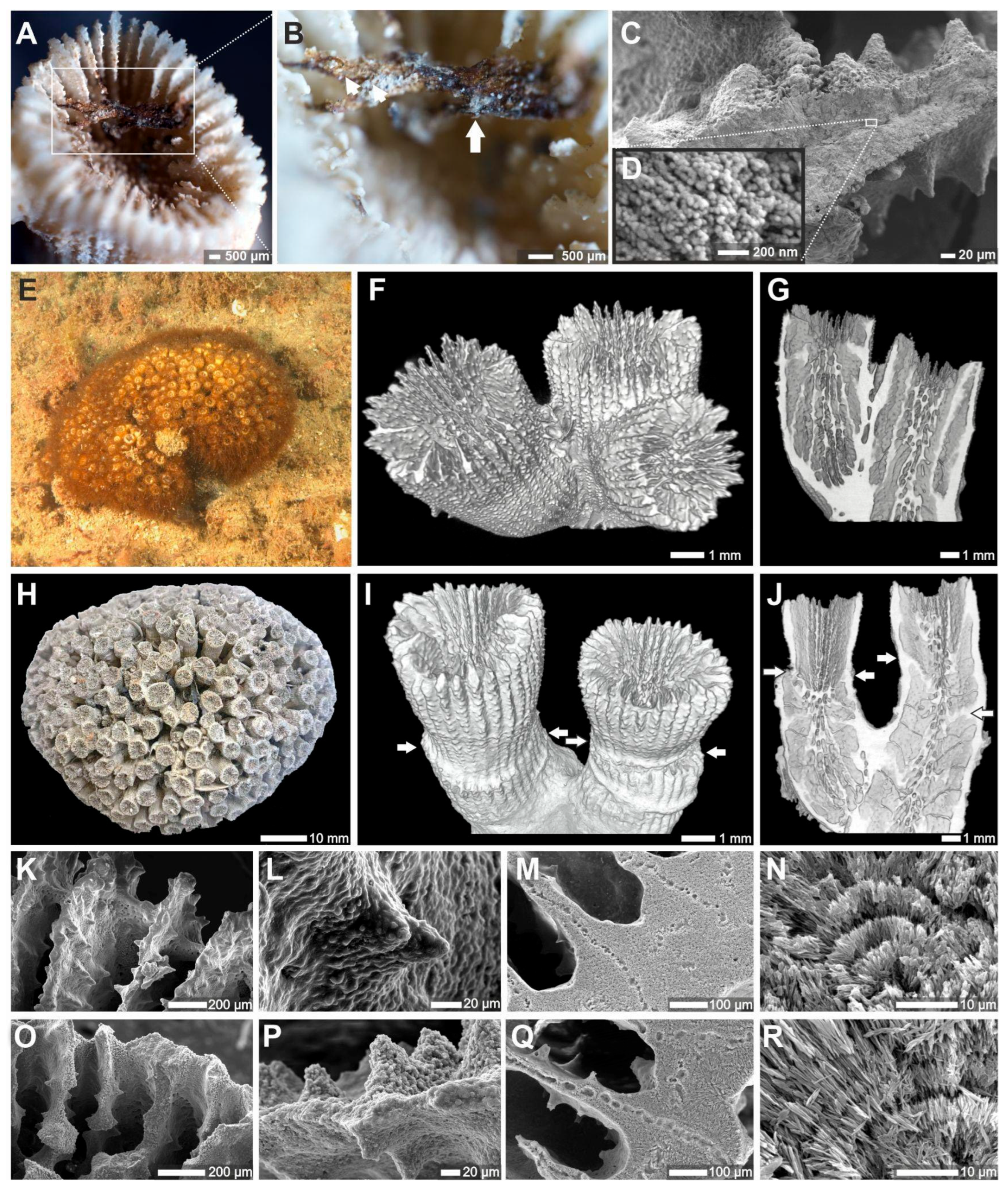 Sustainability 17 08893 g002