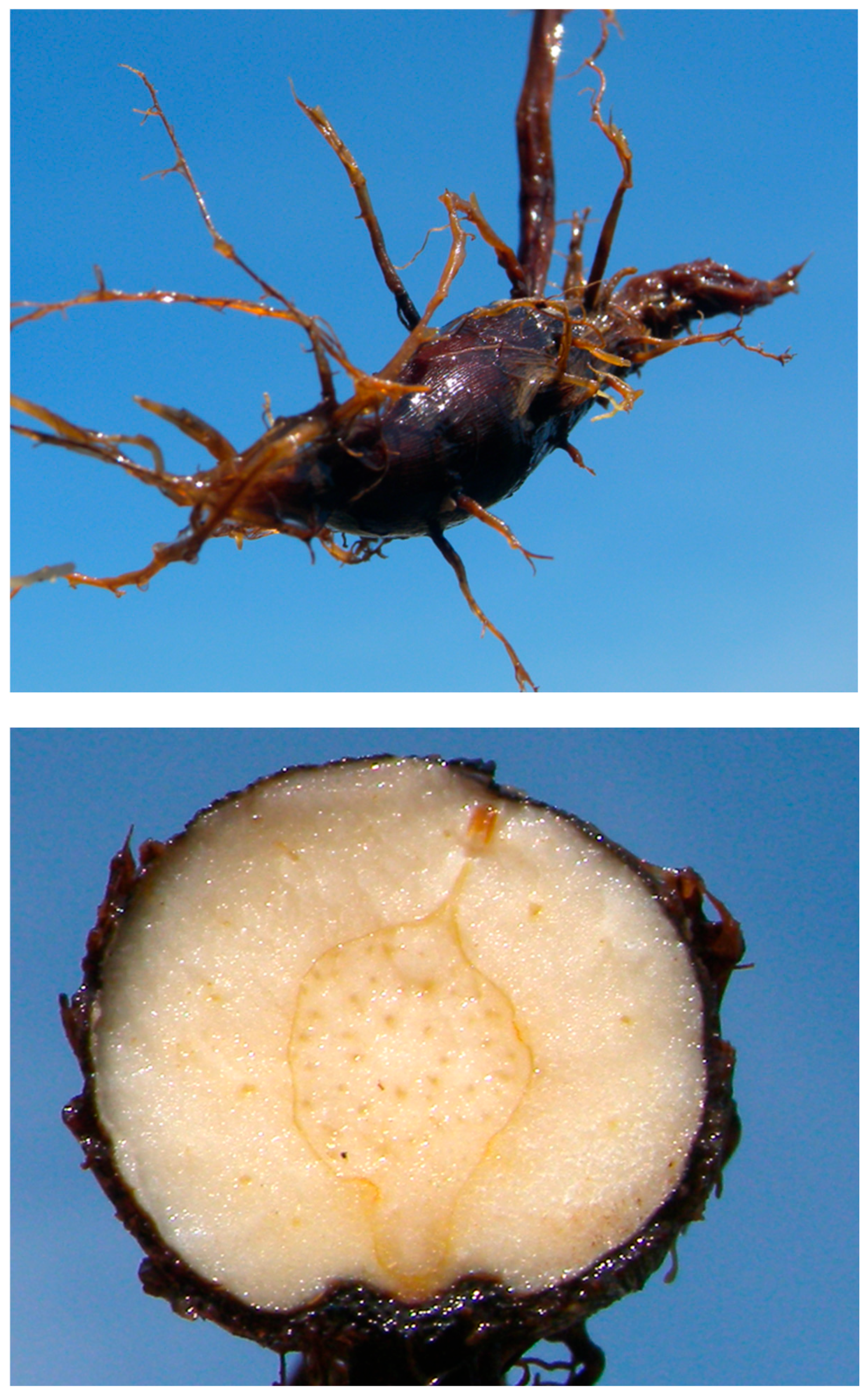 Sustainability 17 09543 g002