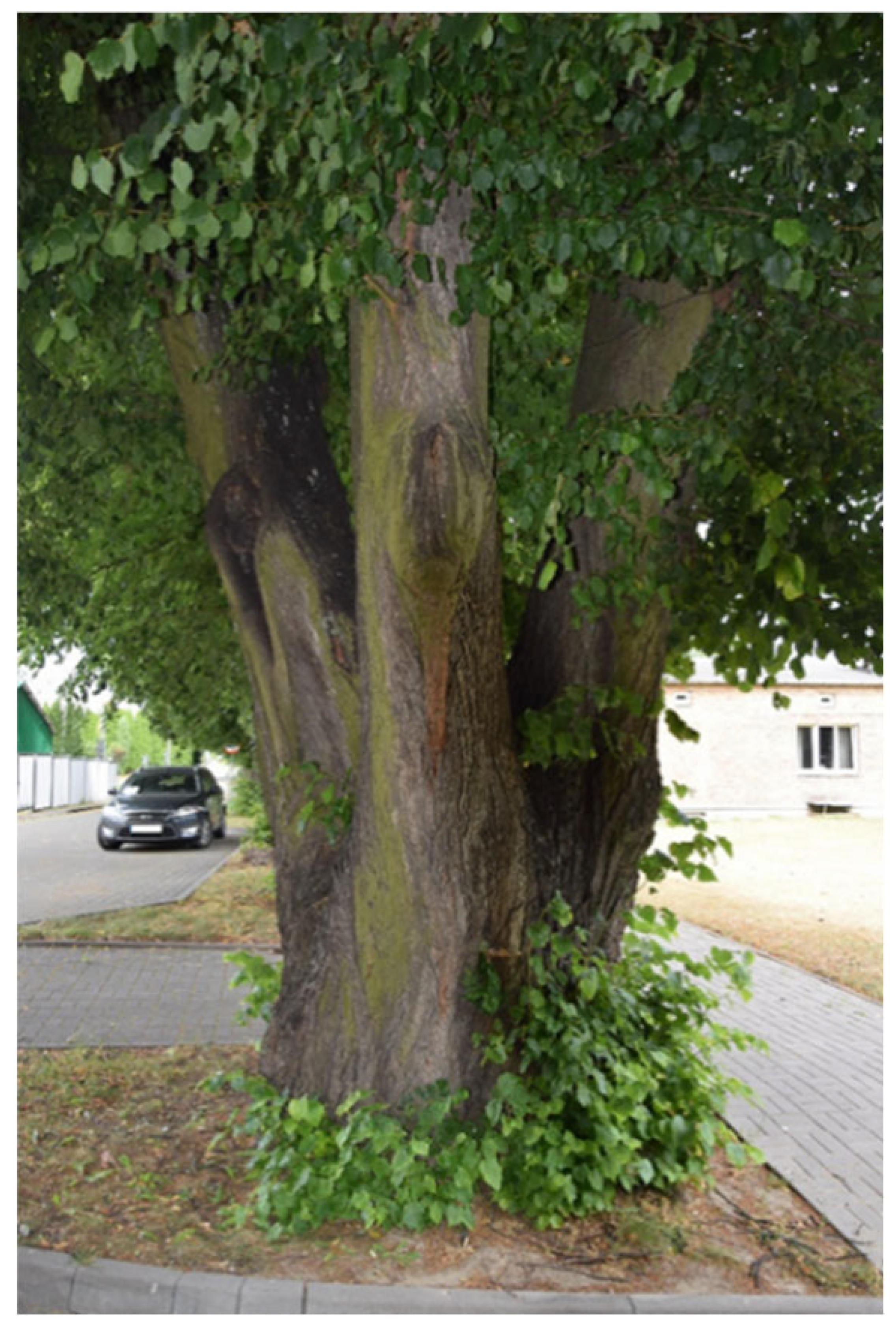 Sustainability 17 09681 i001 Sustainability 17 09681 i001