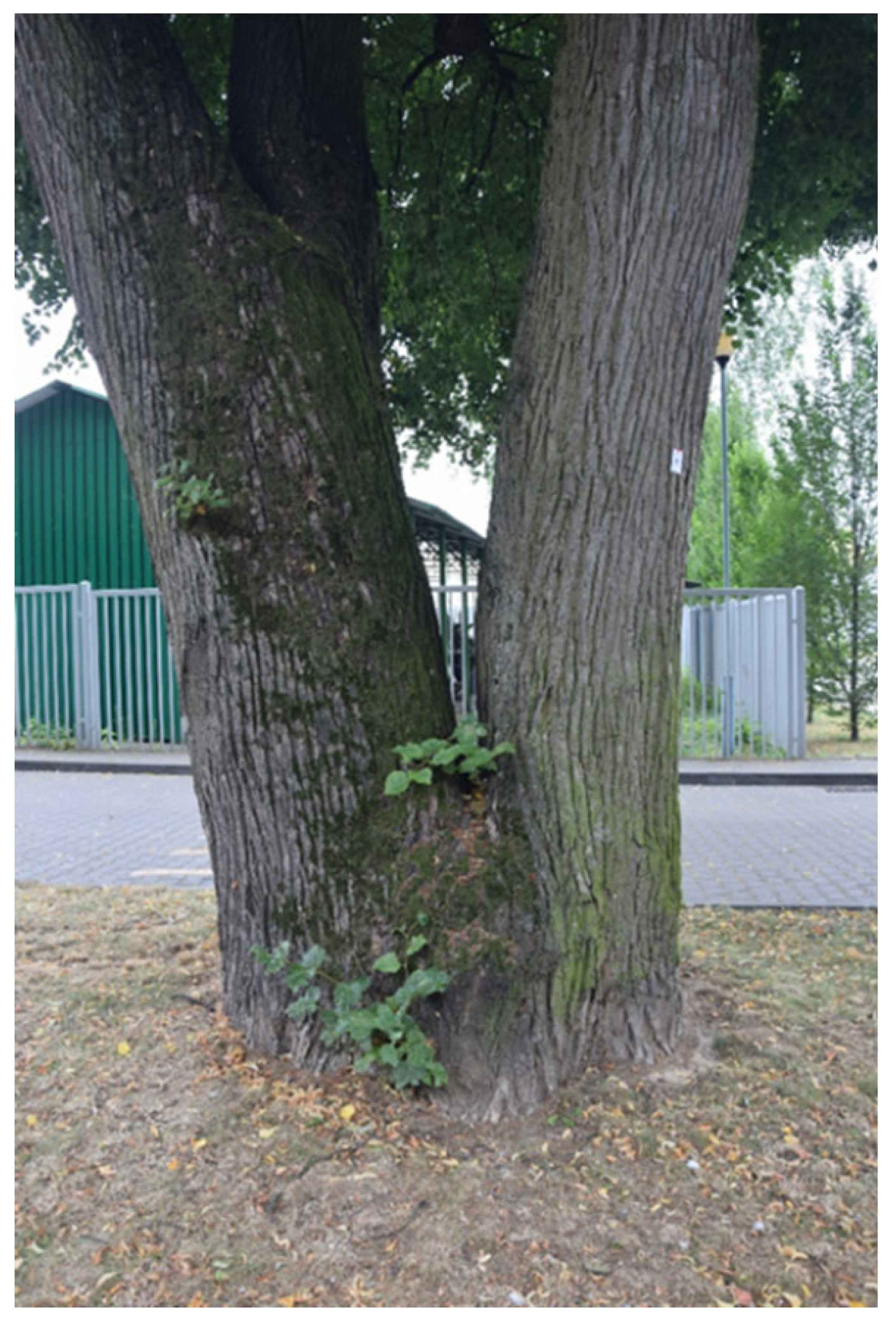 Sustainability 17 09681 i007 Sustainability 17 09681 i007