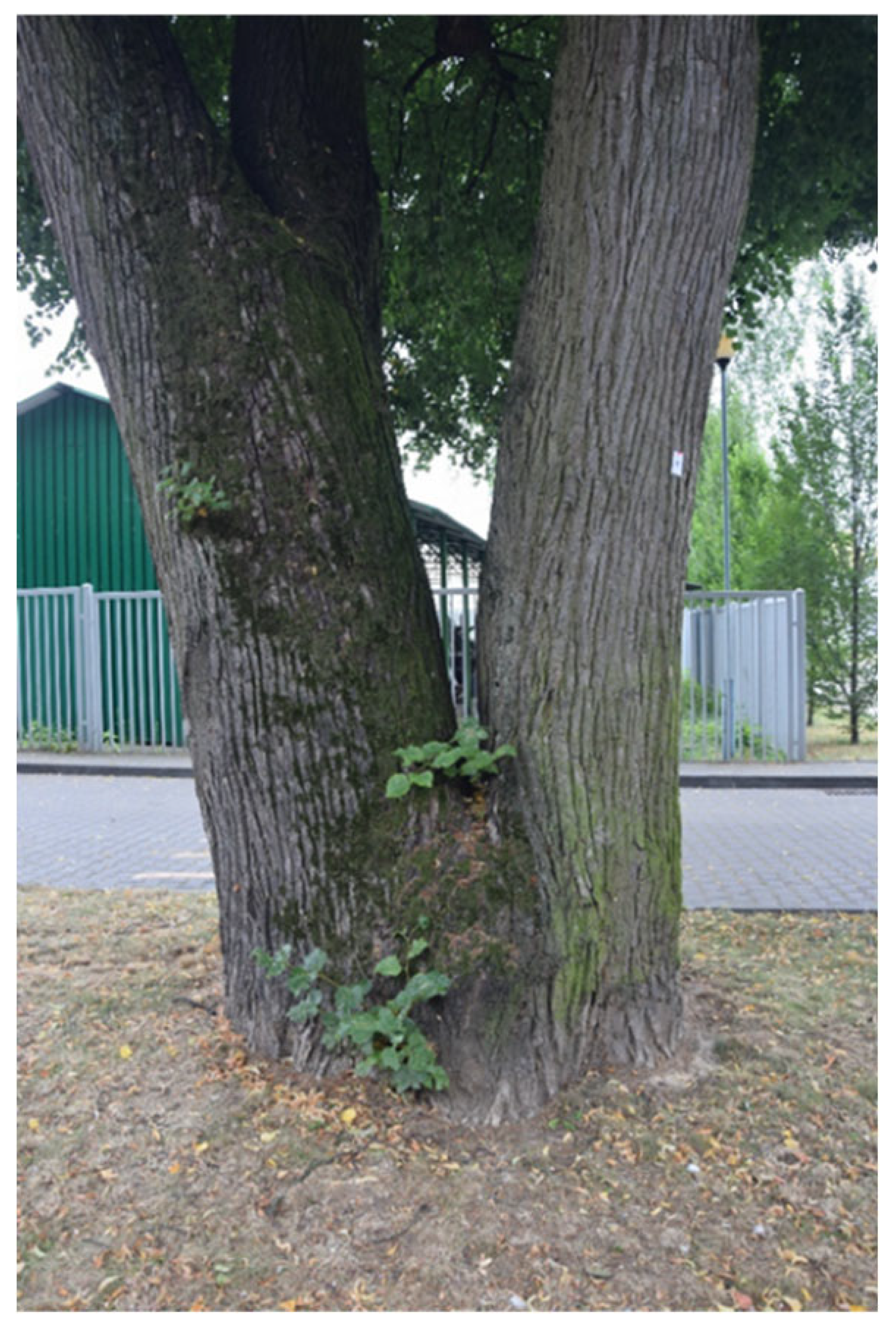 Sustainability 17 09681 i009 Sustainability 17 09681 i009