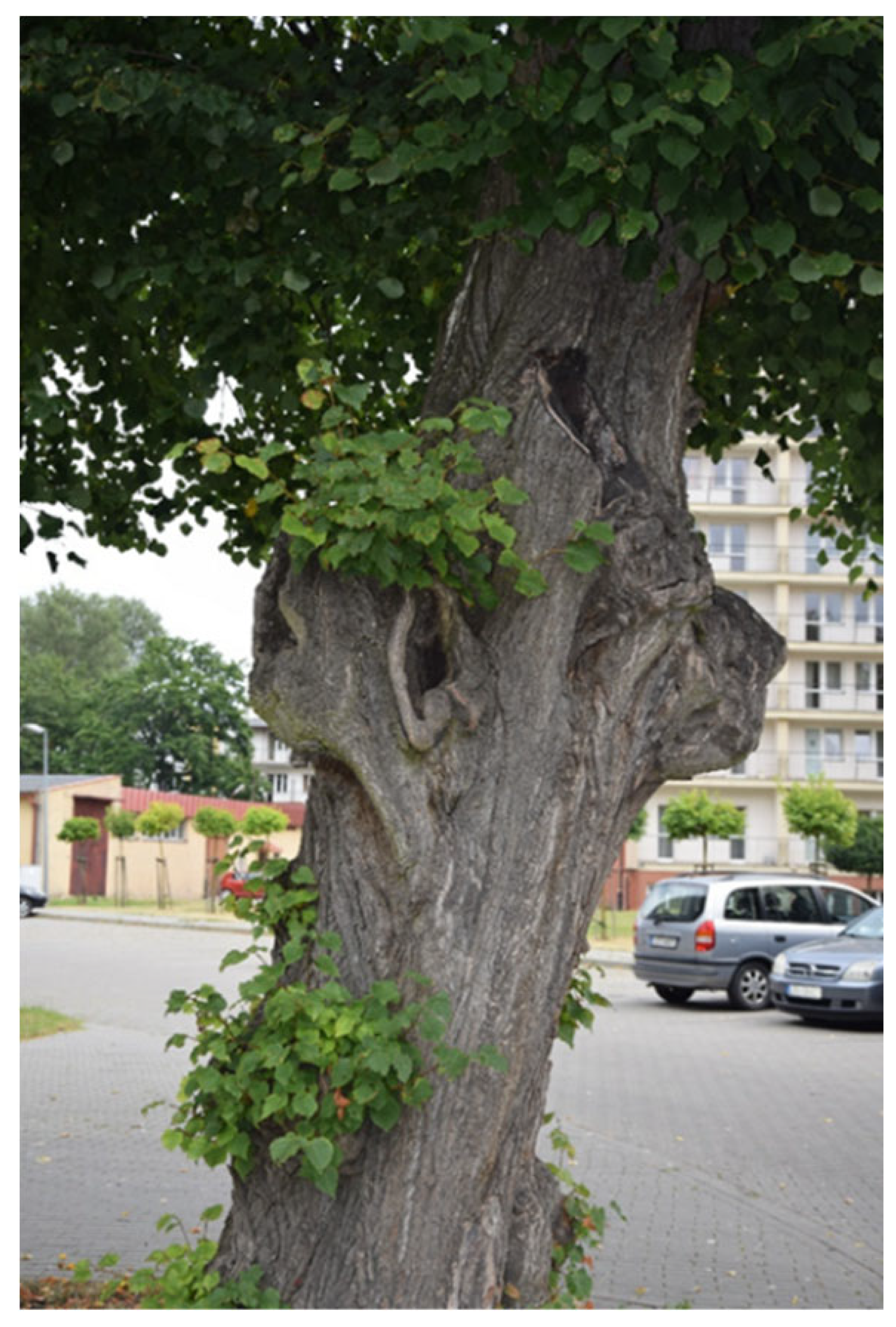 Sustainability 17 09681 i013 Sustainability 17 09681 i013