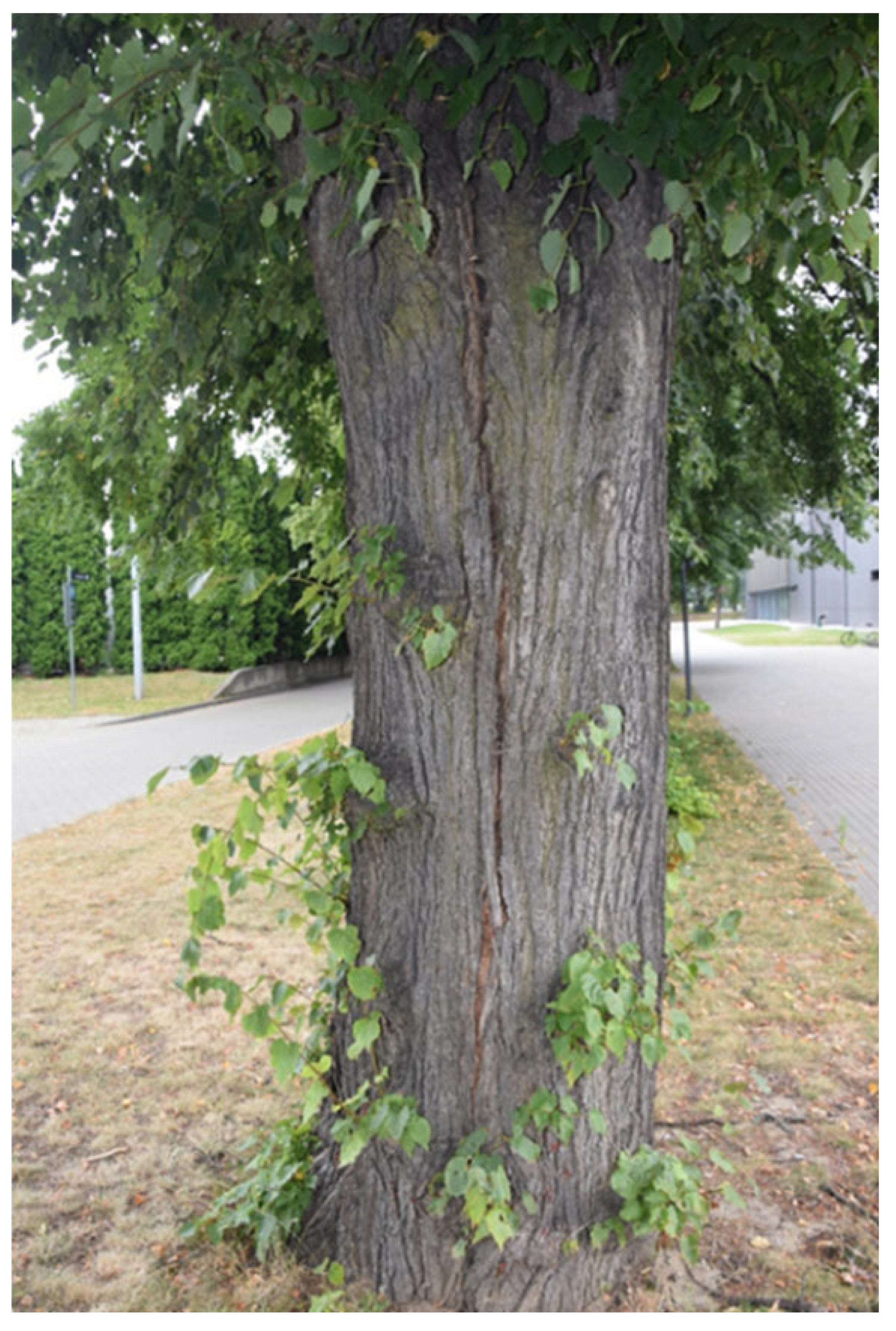 Sustainability 17 09681 i017 Sustainability 17 09681 i017