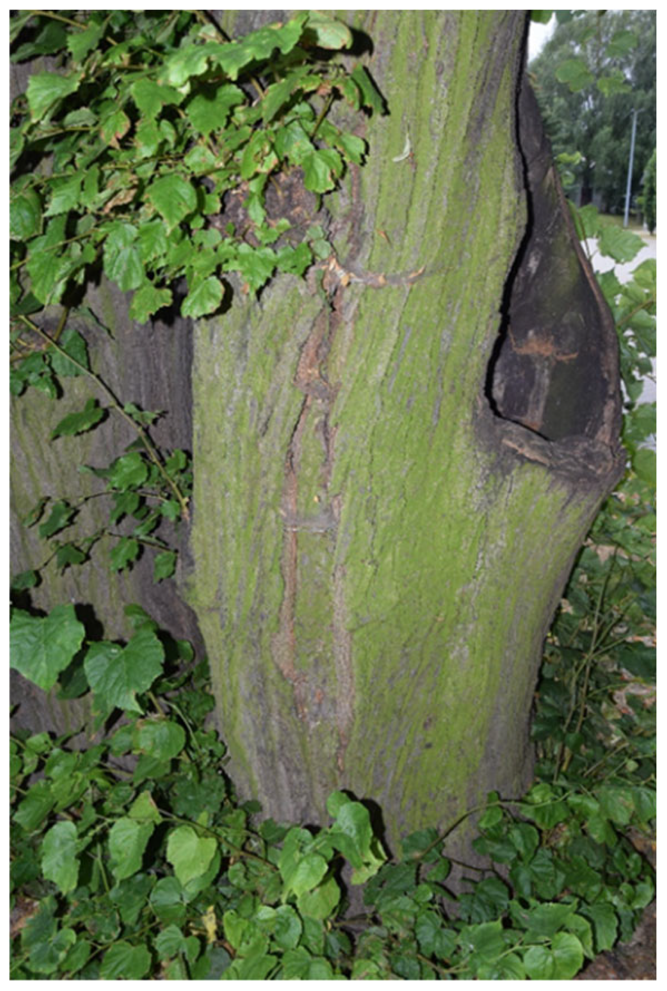 Sustainability 17 09681 i023 Sustainability 17 09681 i023