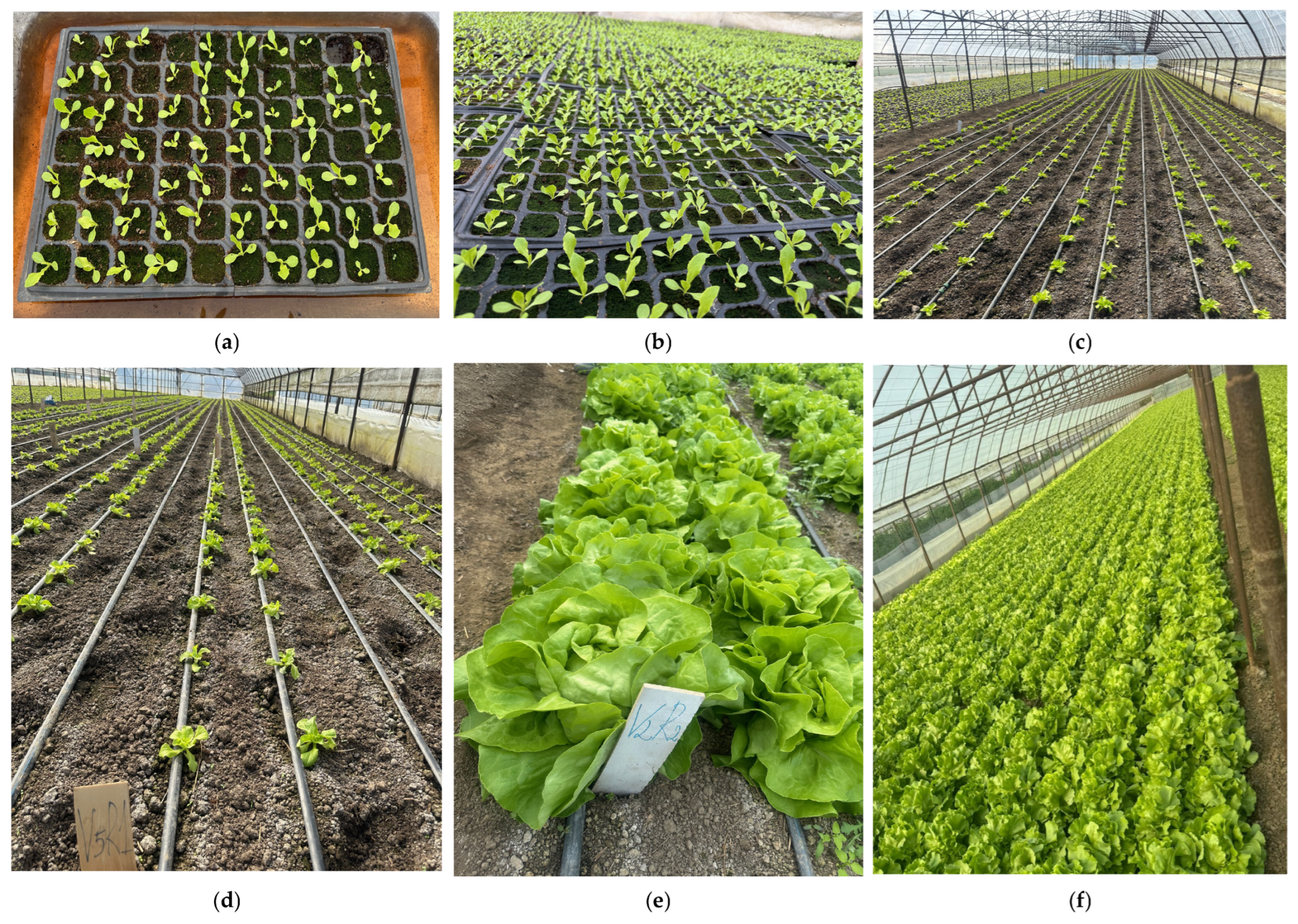 Sustainability 17 09736 g001