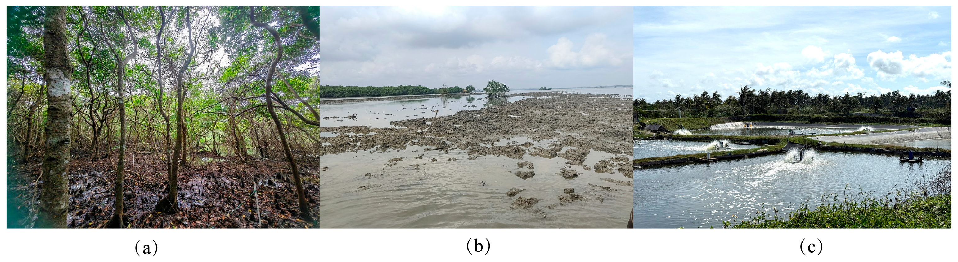 Sustainability 17 11246 g002