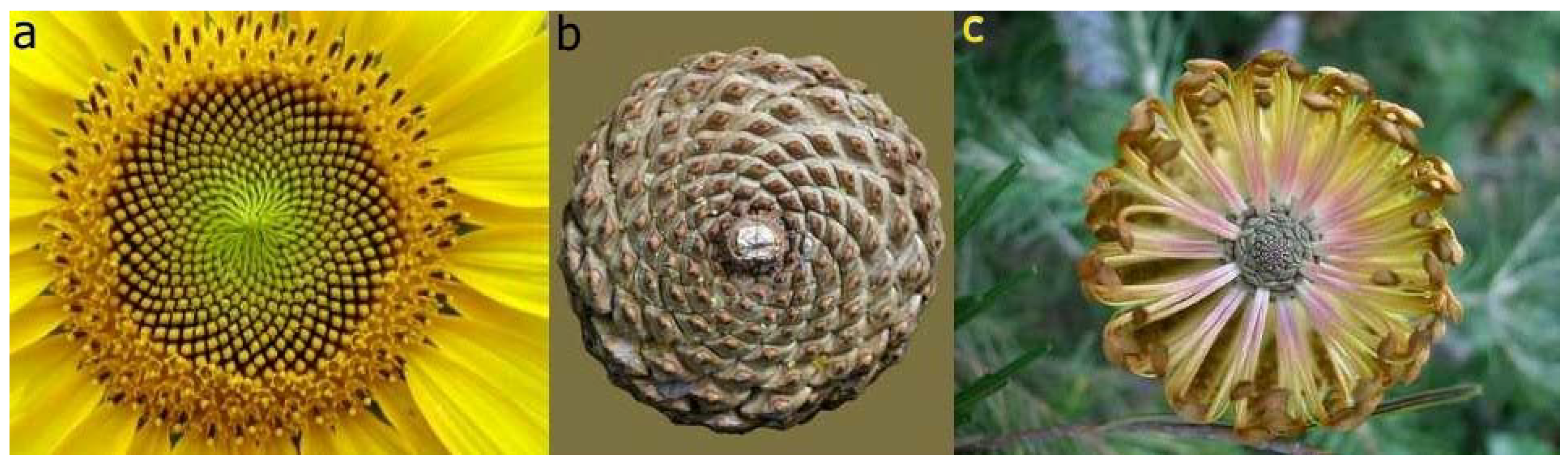 Symmetry 02 00884 g010