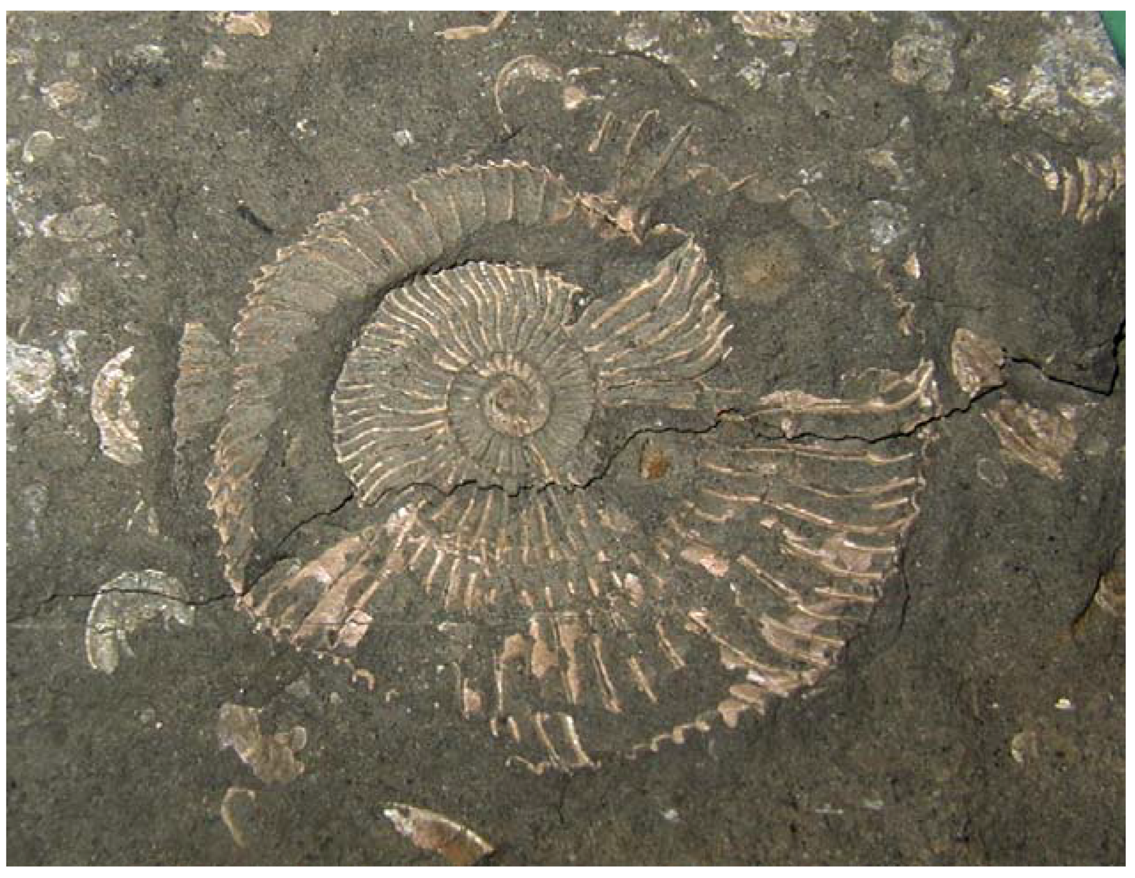 Symmetry 02 00884 g011