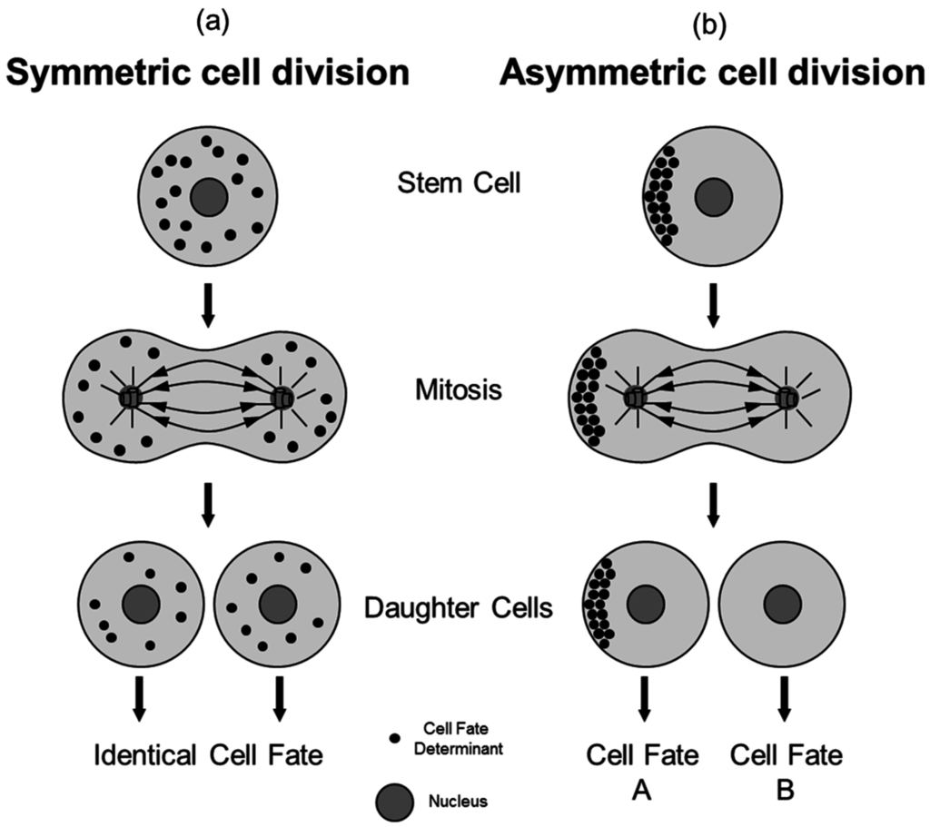 Symmetry 07 02025 g001 1024