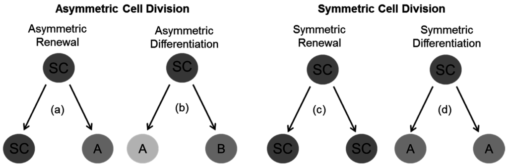 Symmetry 07 02025 g003 1024