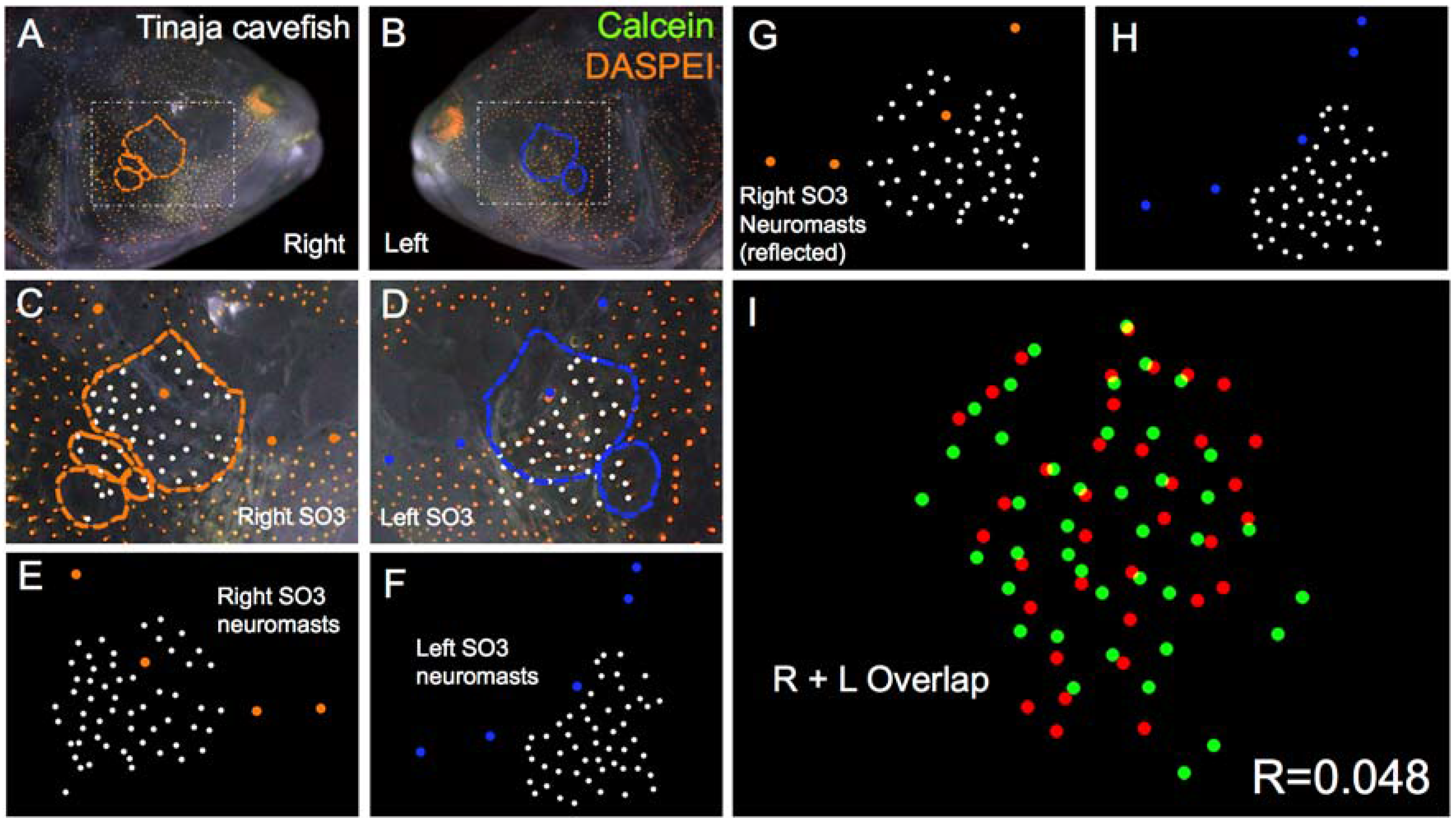 Symmetry 08 00118 g005