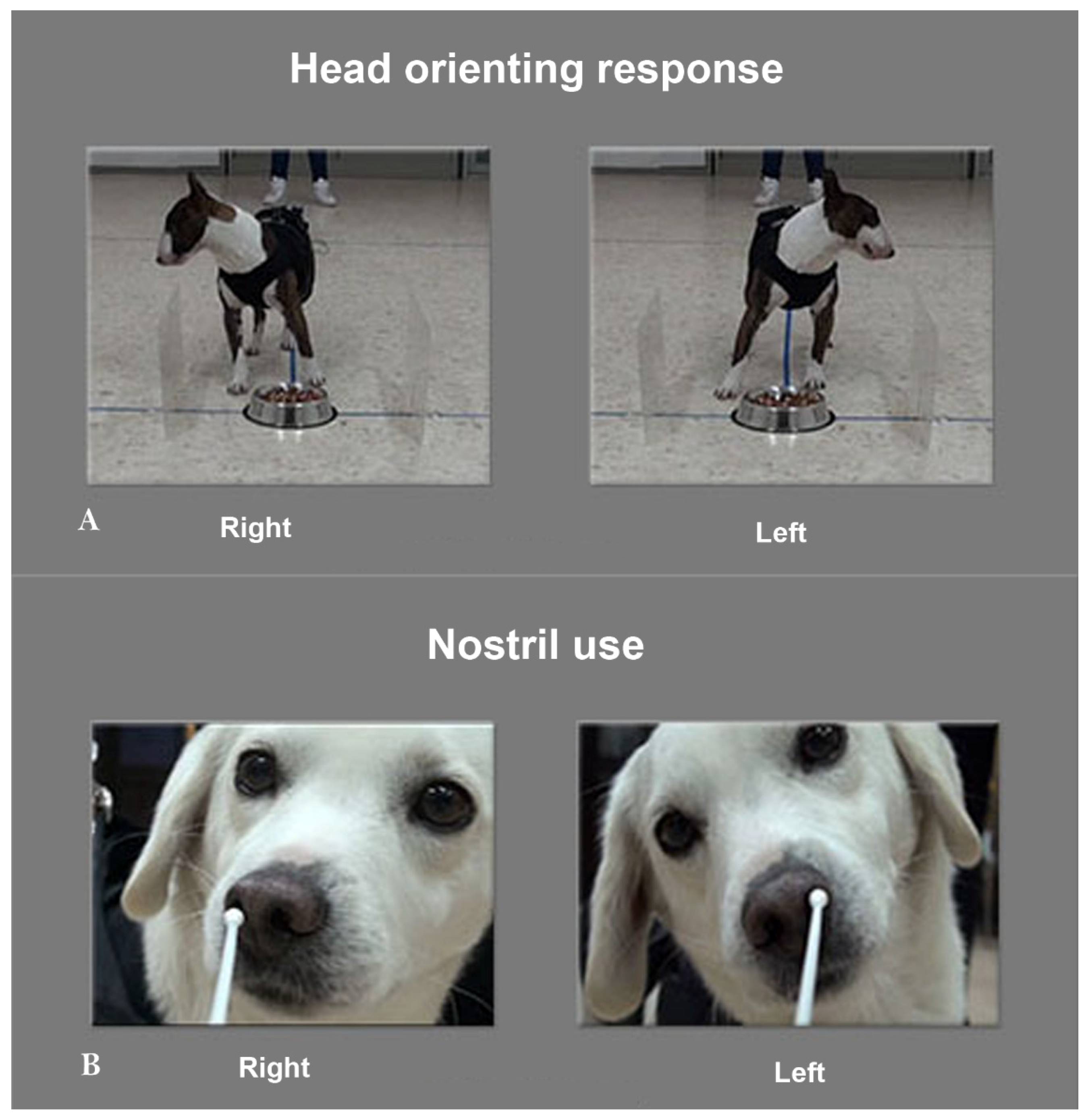Symmetry 09 00071 g001