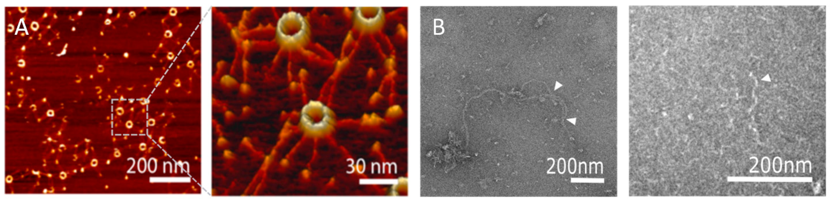 Symmetry 09 00074 g004