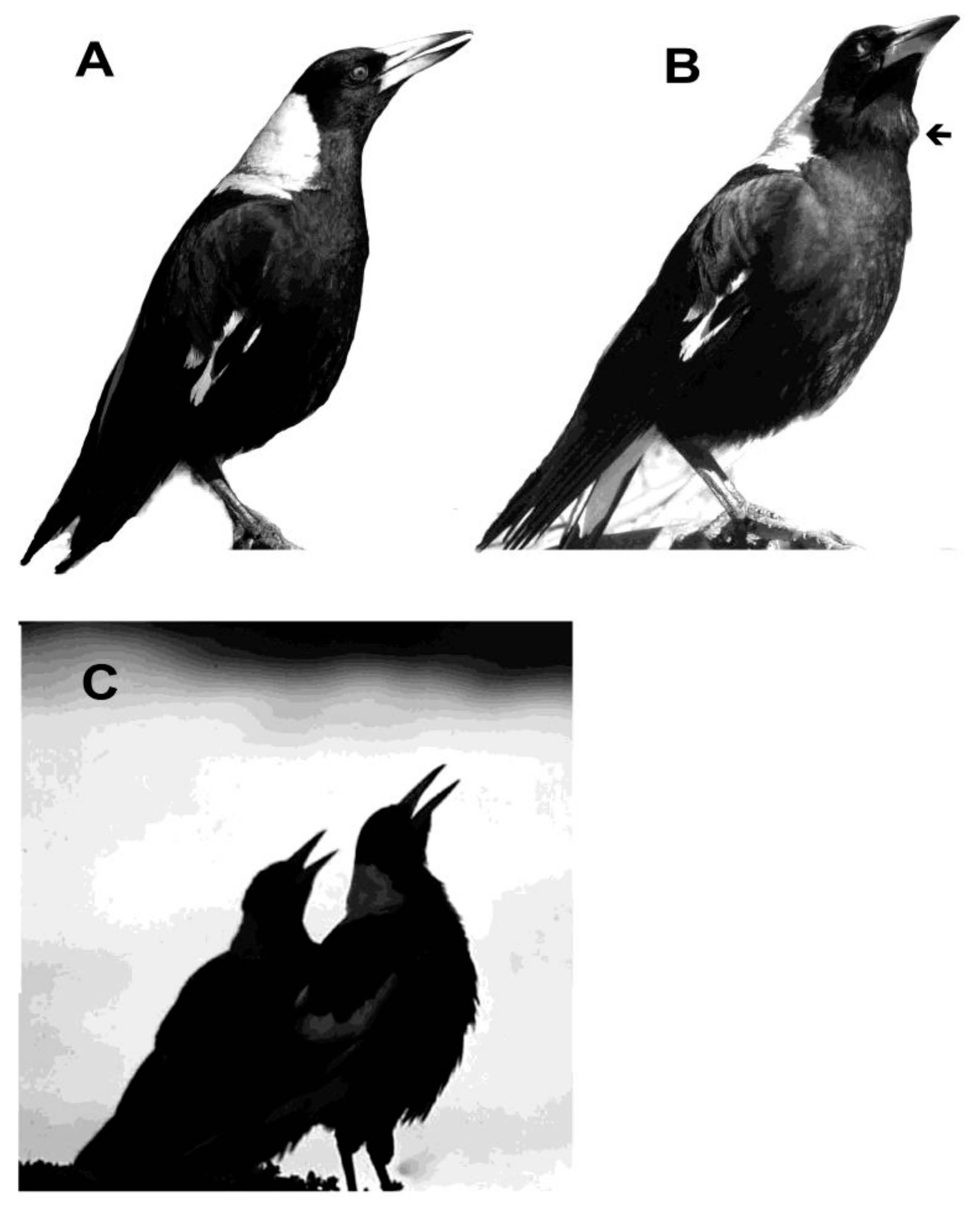 Symmetry 09 00099 g004