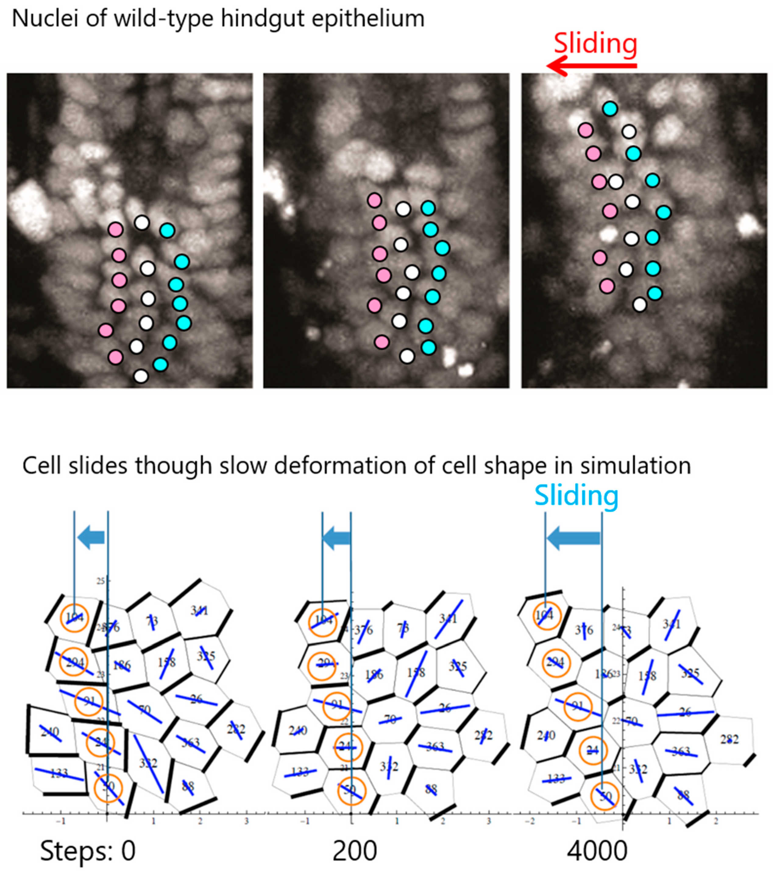 Symmetry 11 00505 g003