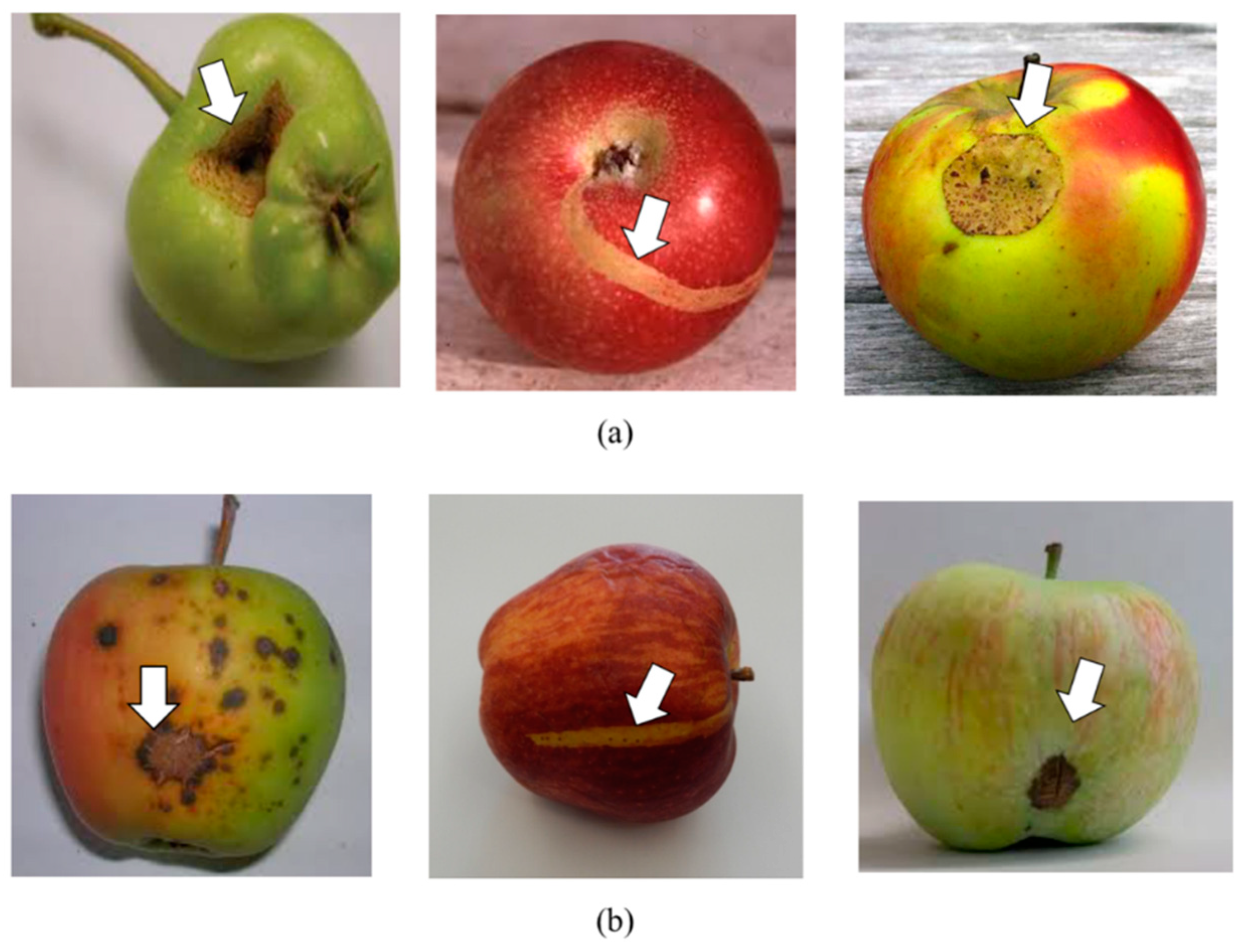 Symmetry 11 01194 g012