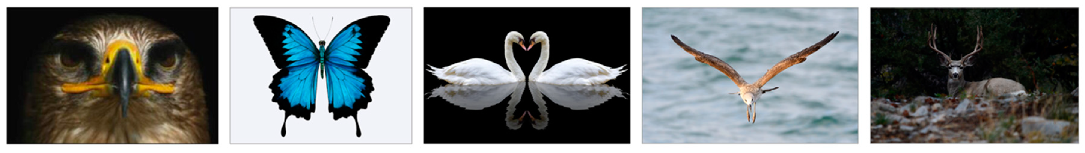 Symmetry 12 01860 g001