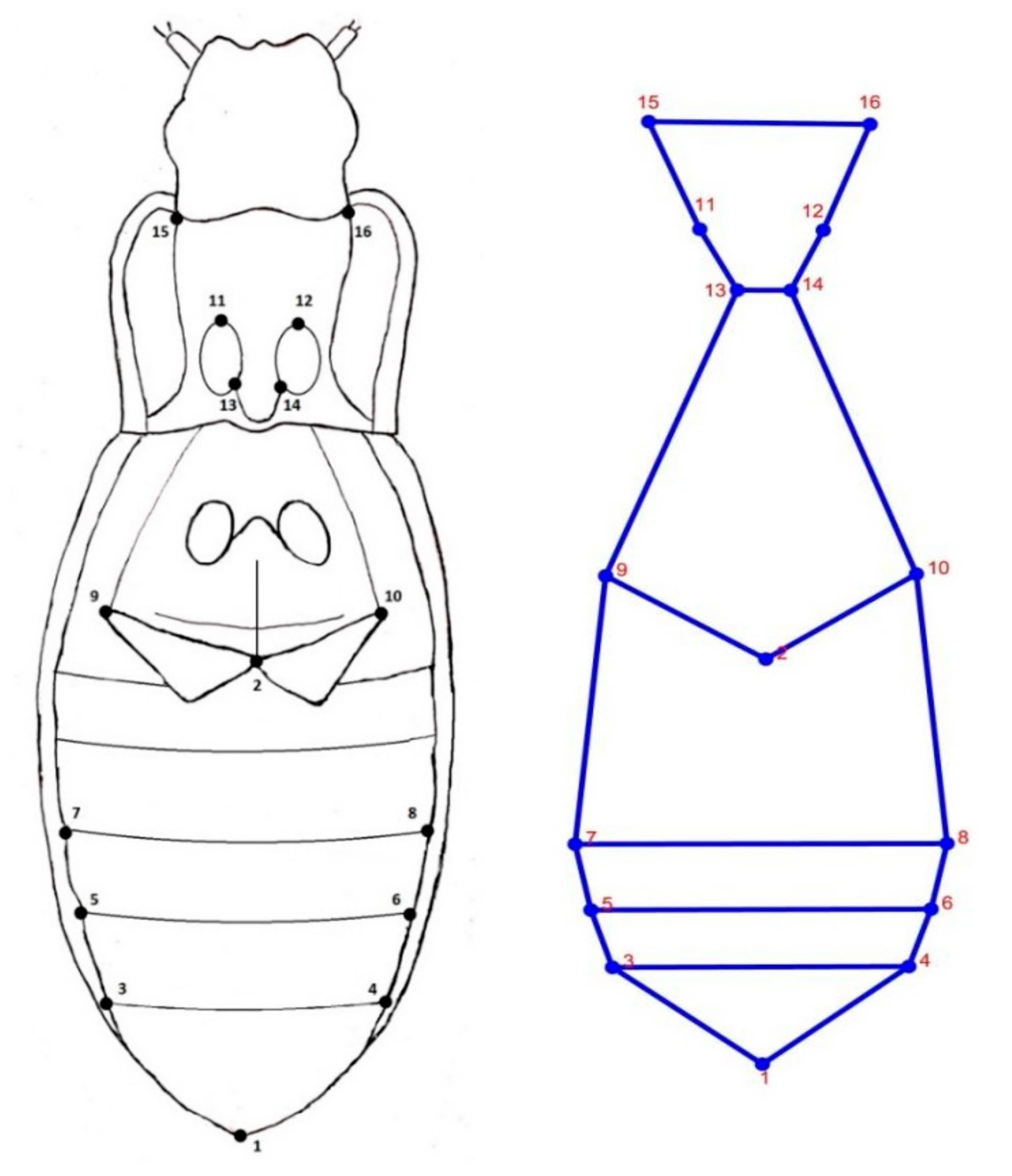 Symmetry 12 01890 g003