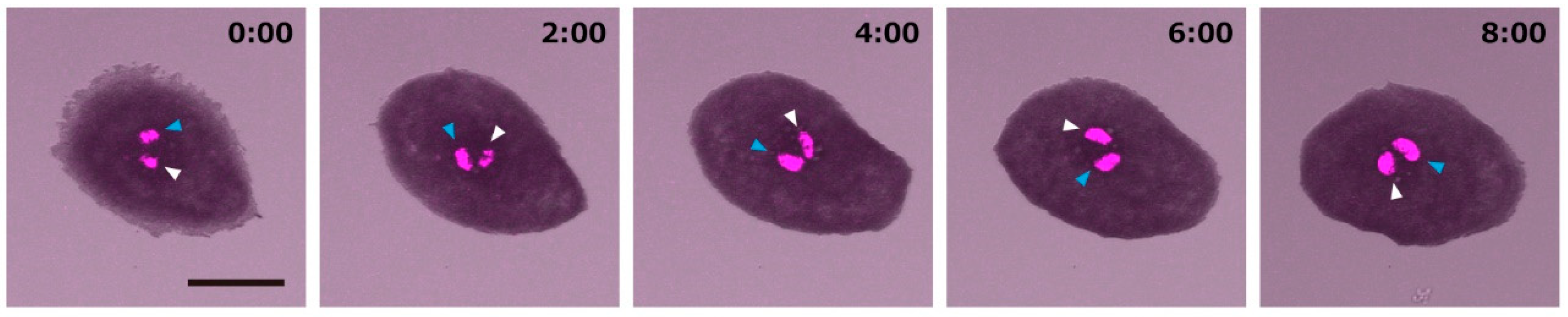 Symmetry 13 00130 g003