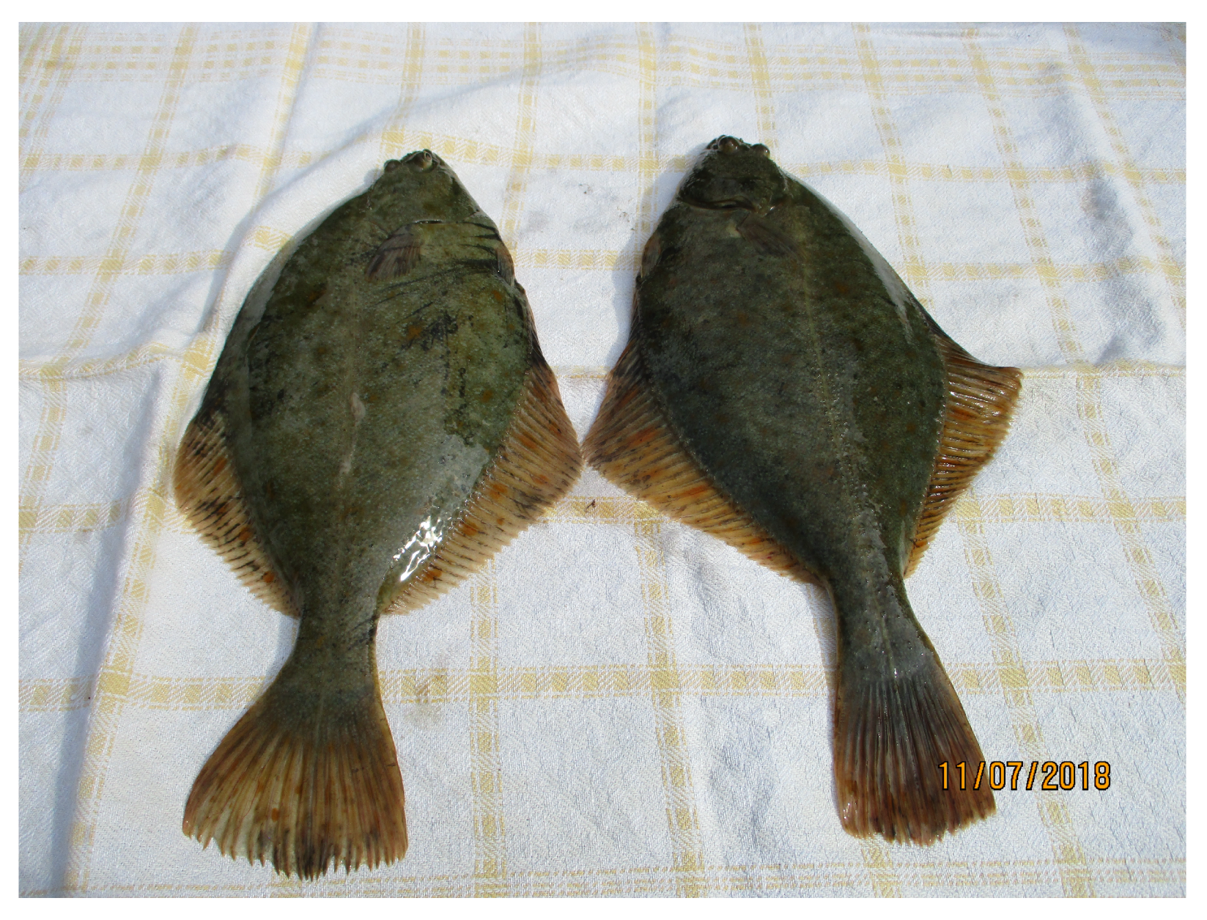 Symmetry 13 00261 g002