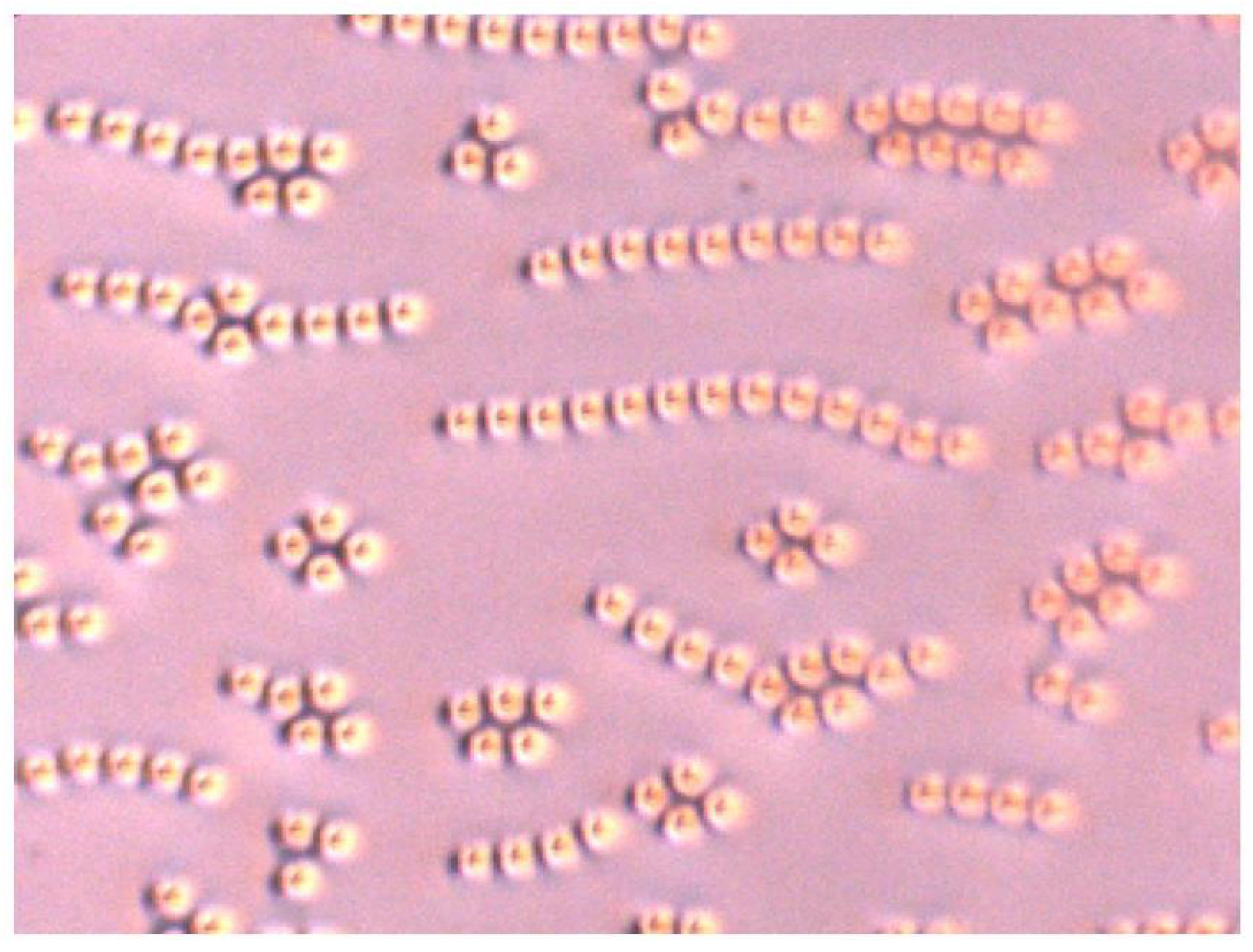 Symmetry 13 00284 g005