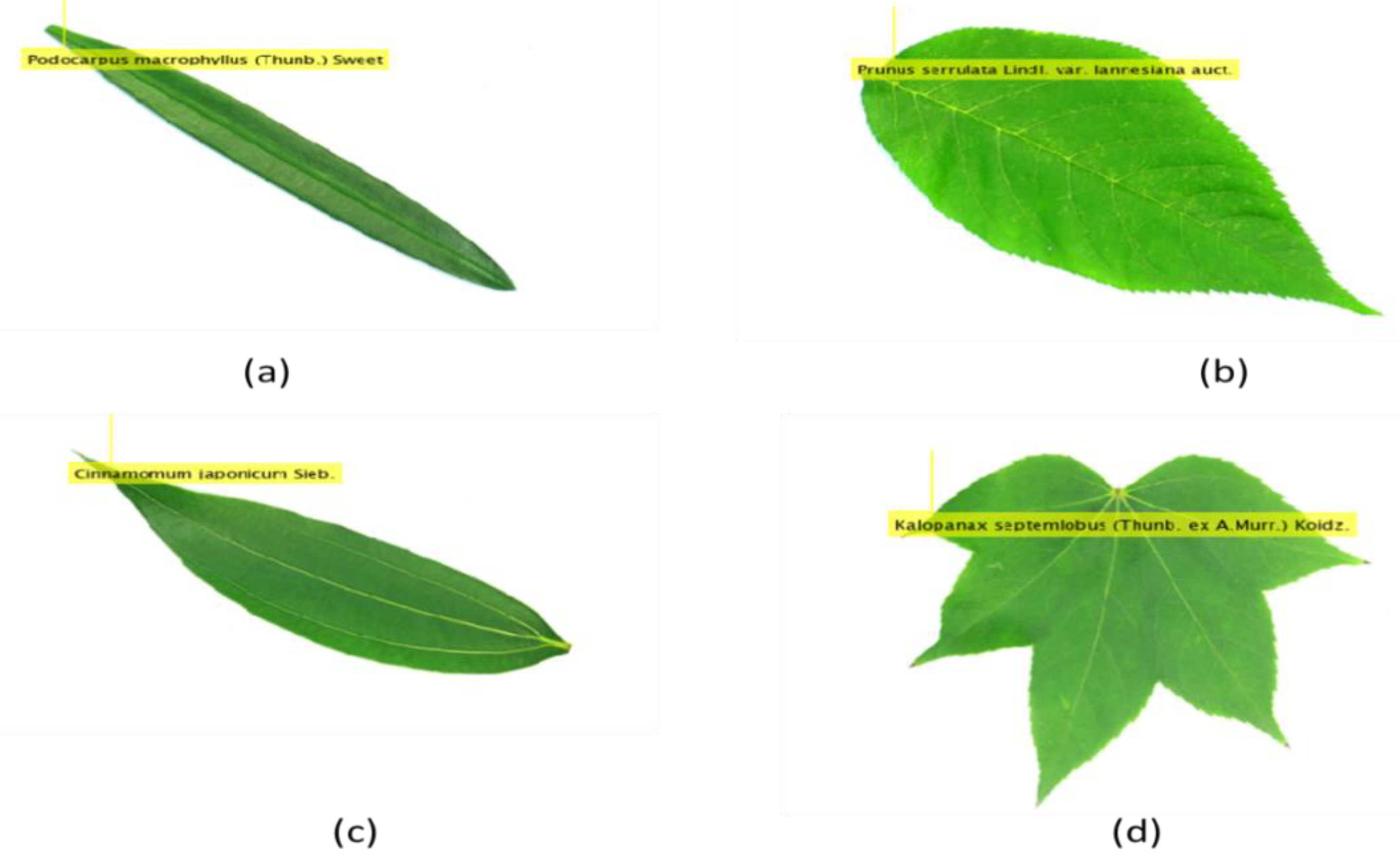 Symmetry 13 00356 g008 Symmetry 13 00356 g008