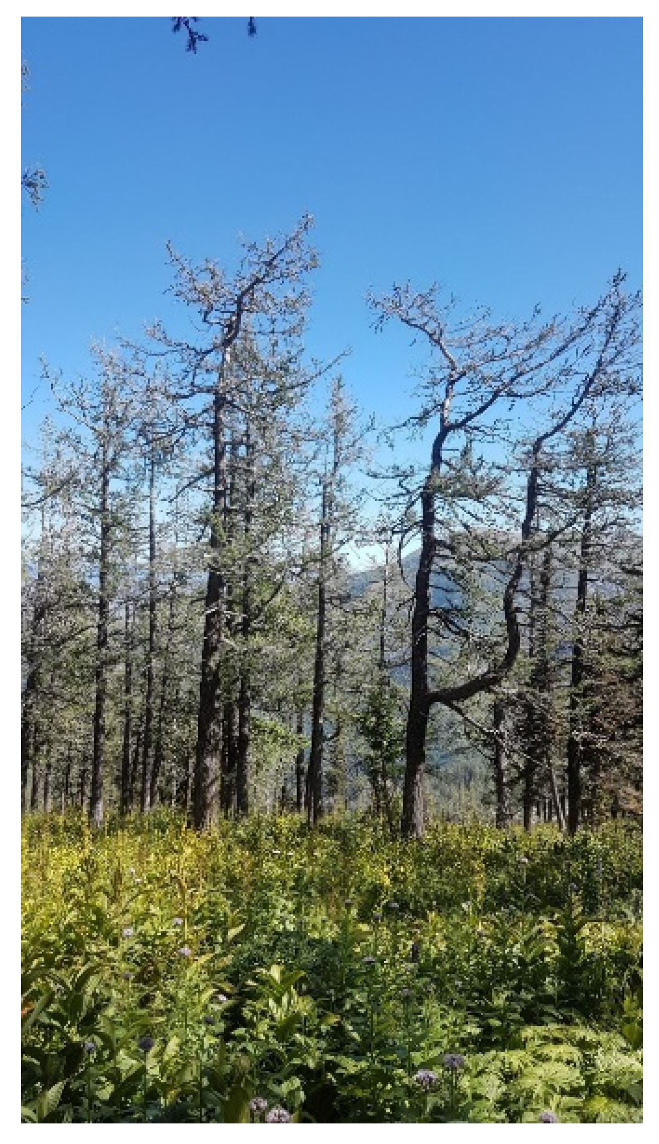 Symmetry 13 00578 g005