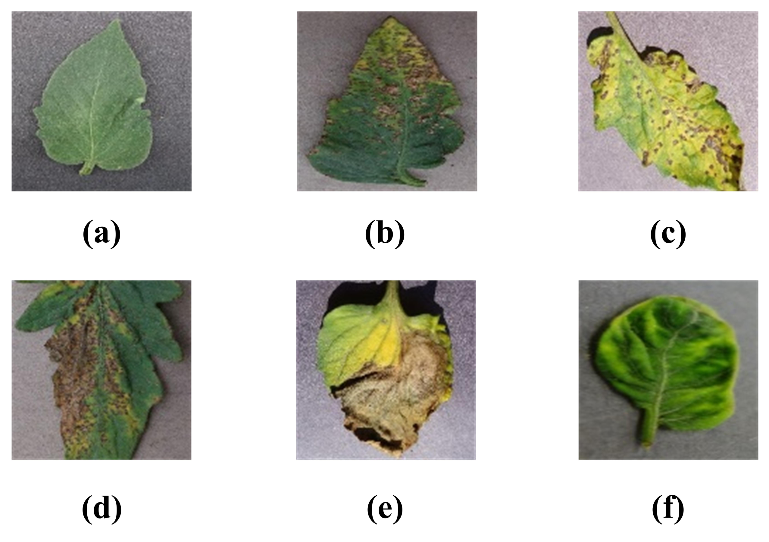 Symmetry 13 01597 g005