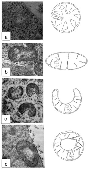 Symmetry 13 01811 g009 550