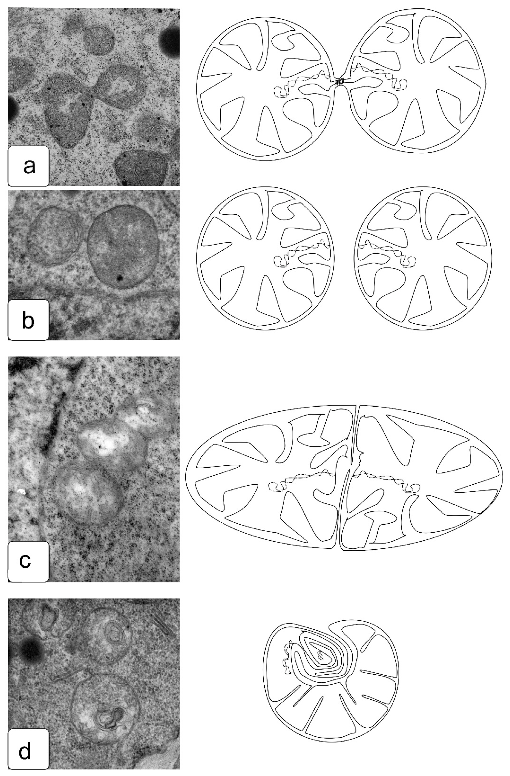 Symmetry 13 01811 g011