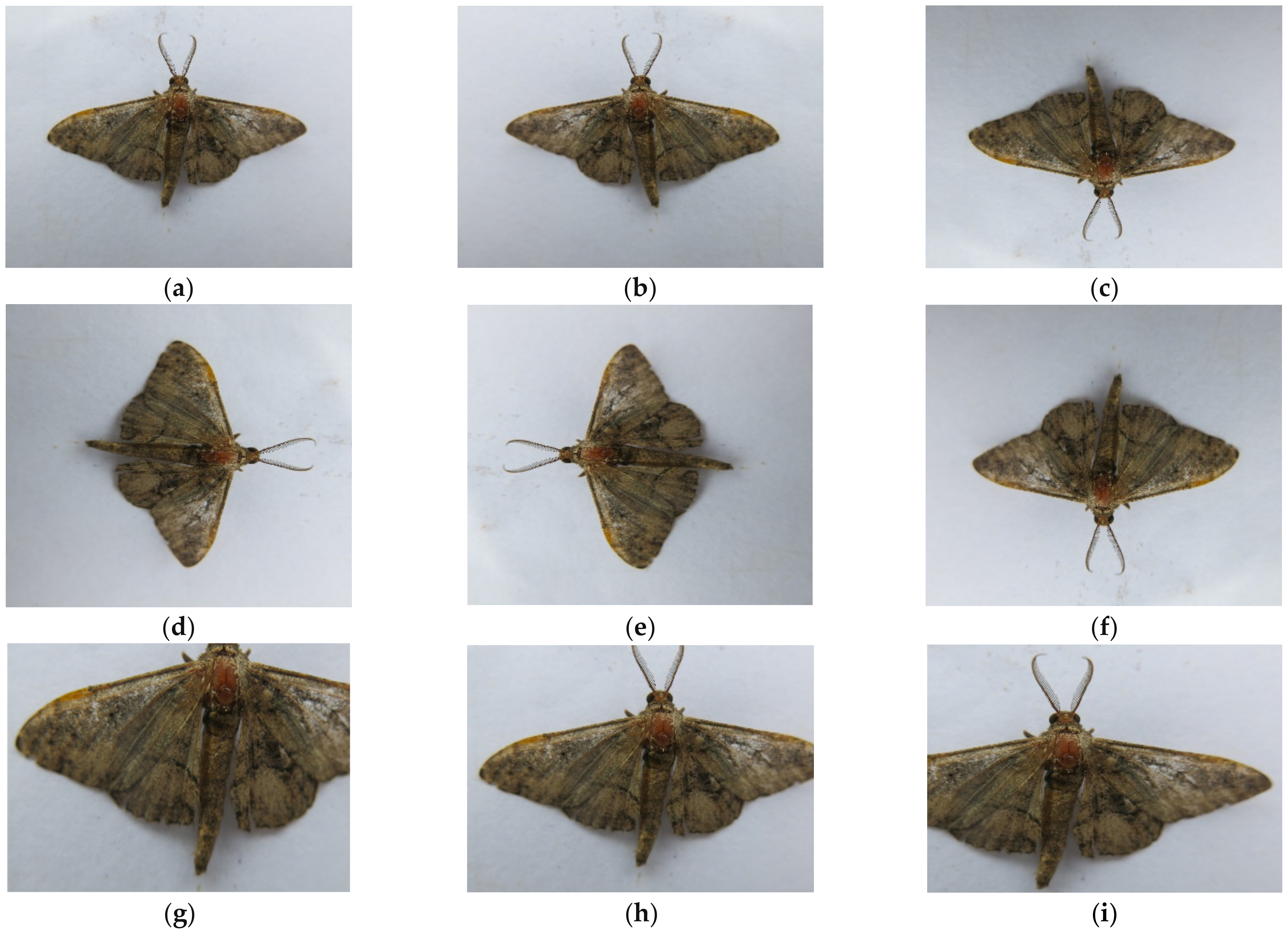 Symmetry 13 02140 g002