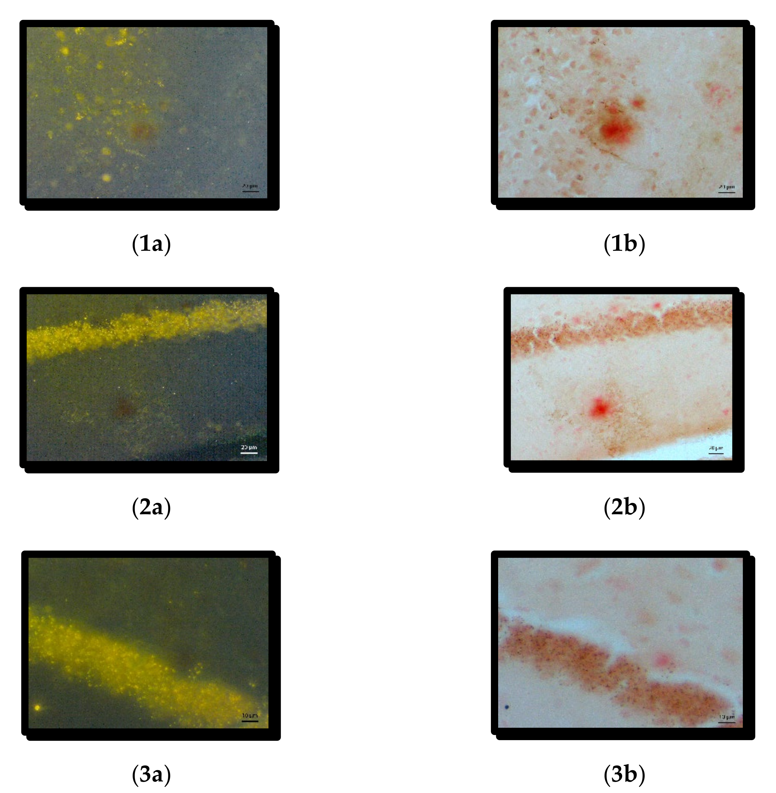 Symmetry 14 00007 g008