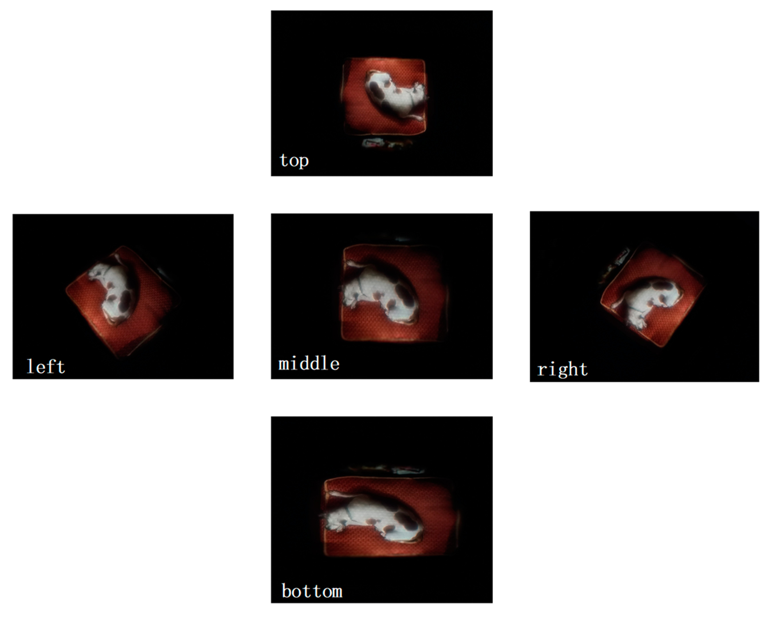 Symmetry 14 00595 g005