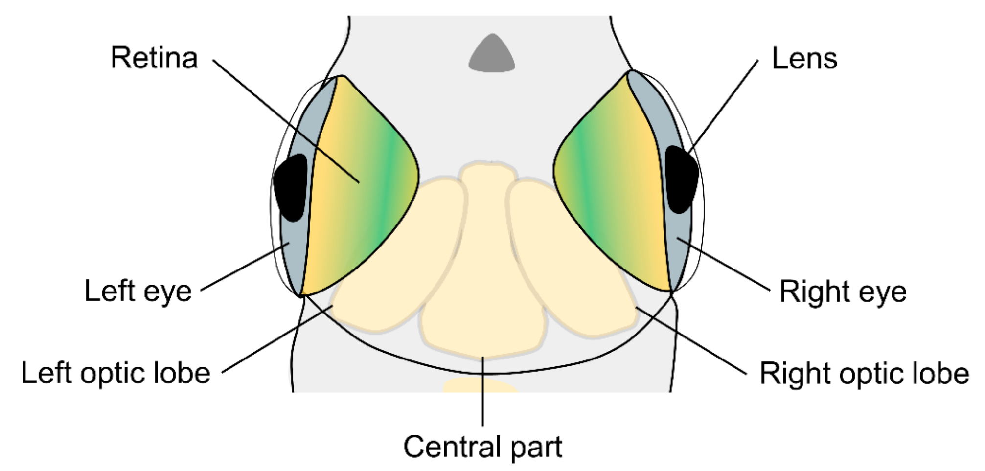 Symmetry 14 00644 g001
