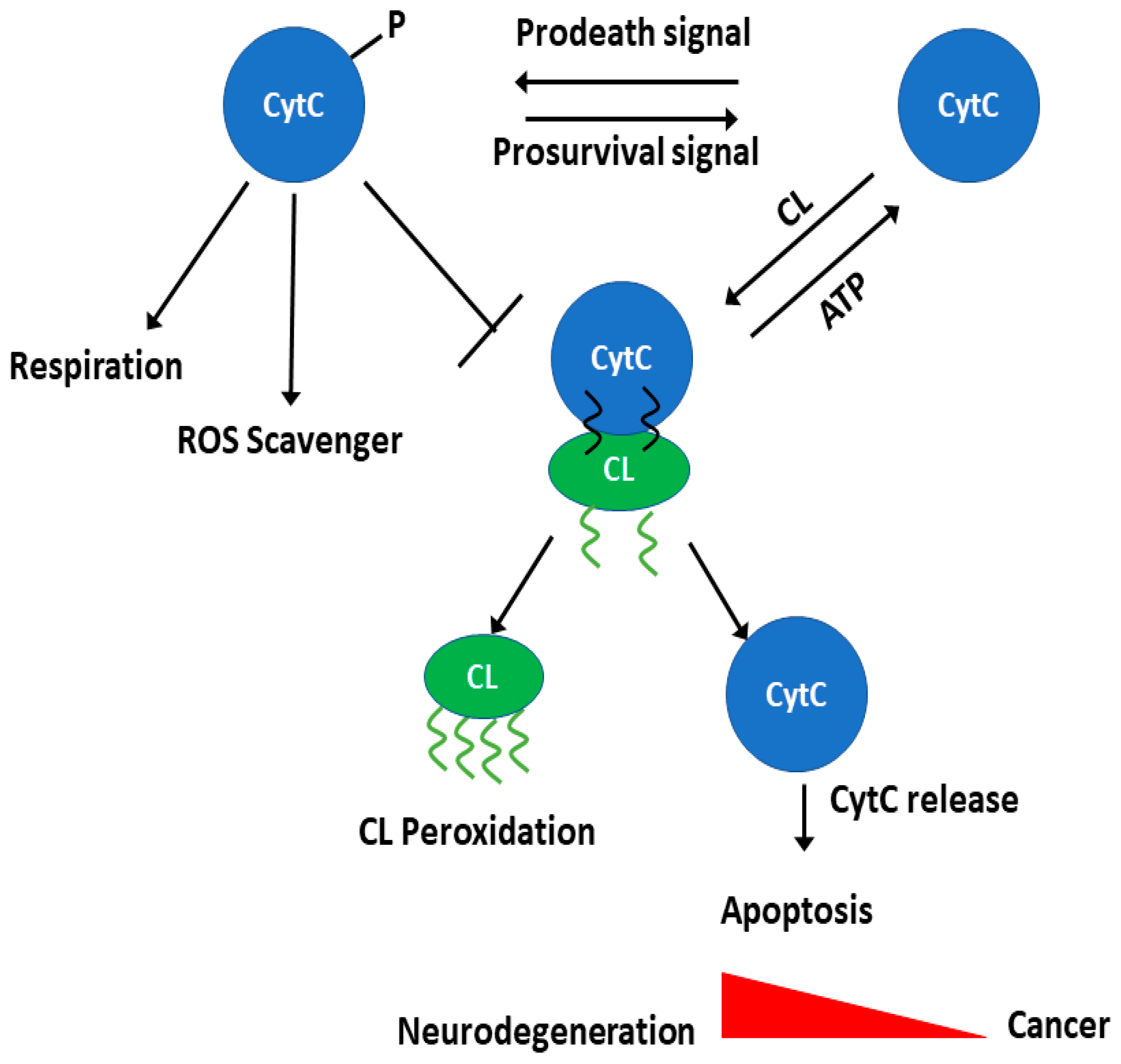 Symmetry 14 00767 g005
