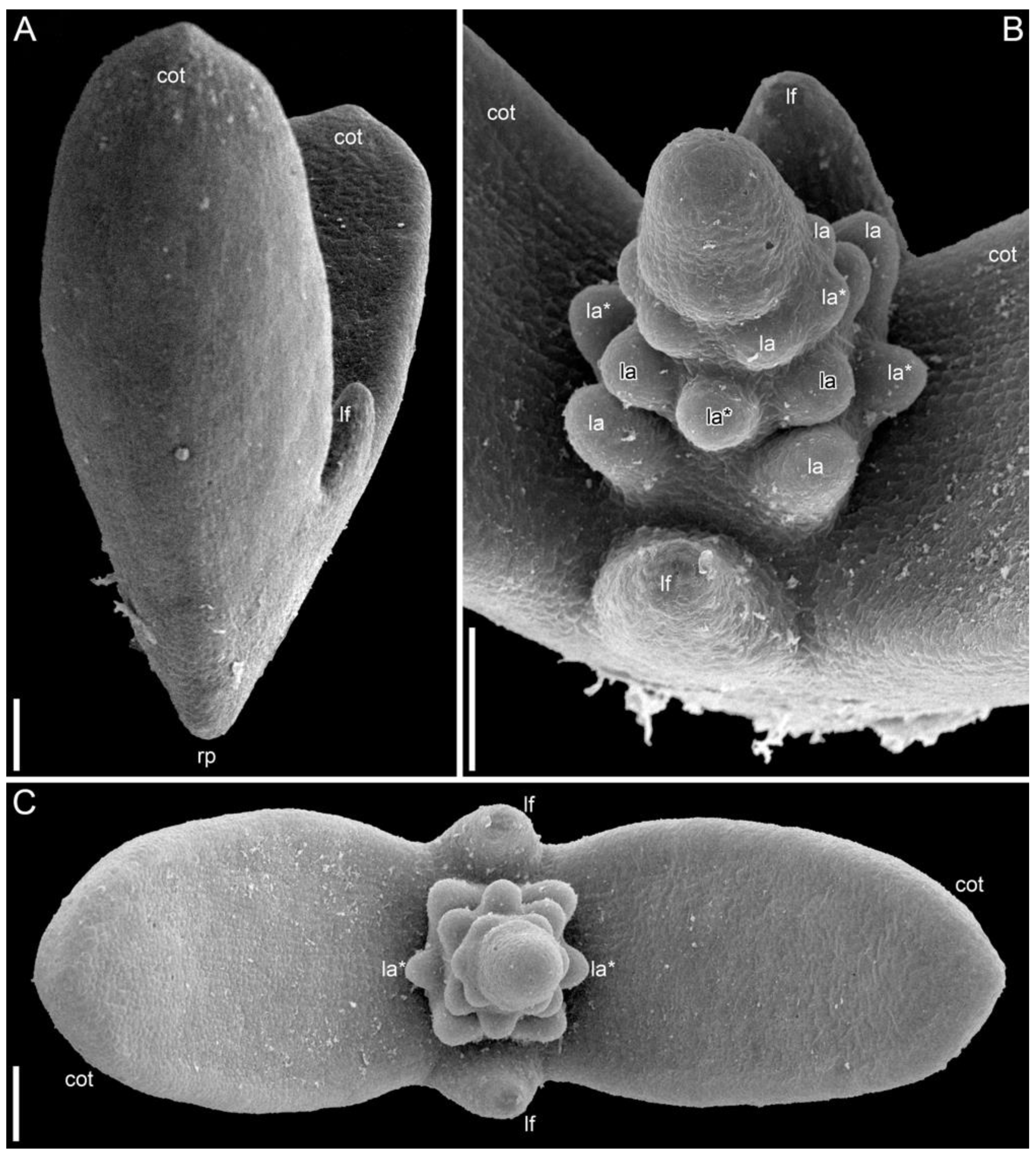 Symmetry 14 01288 g003