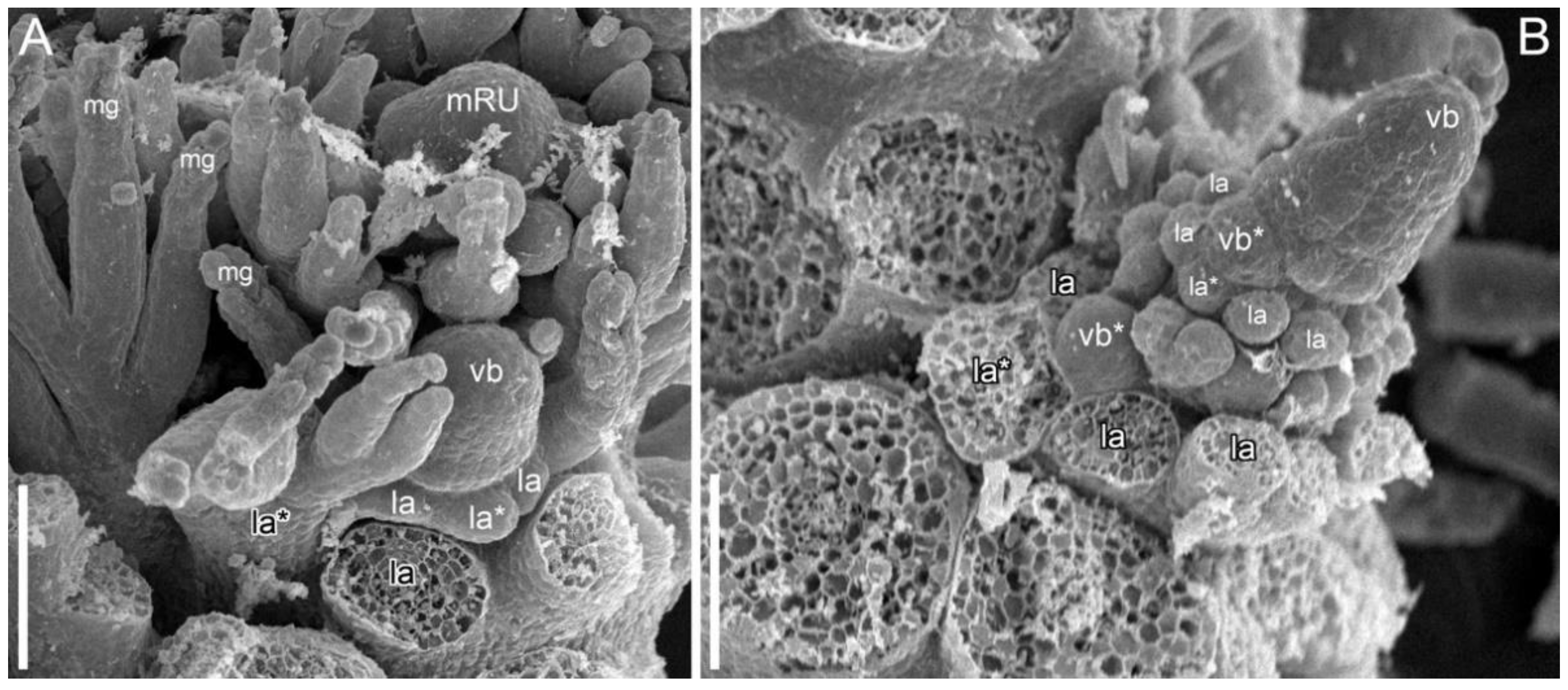 Symmetry 14 01288 g004