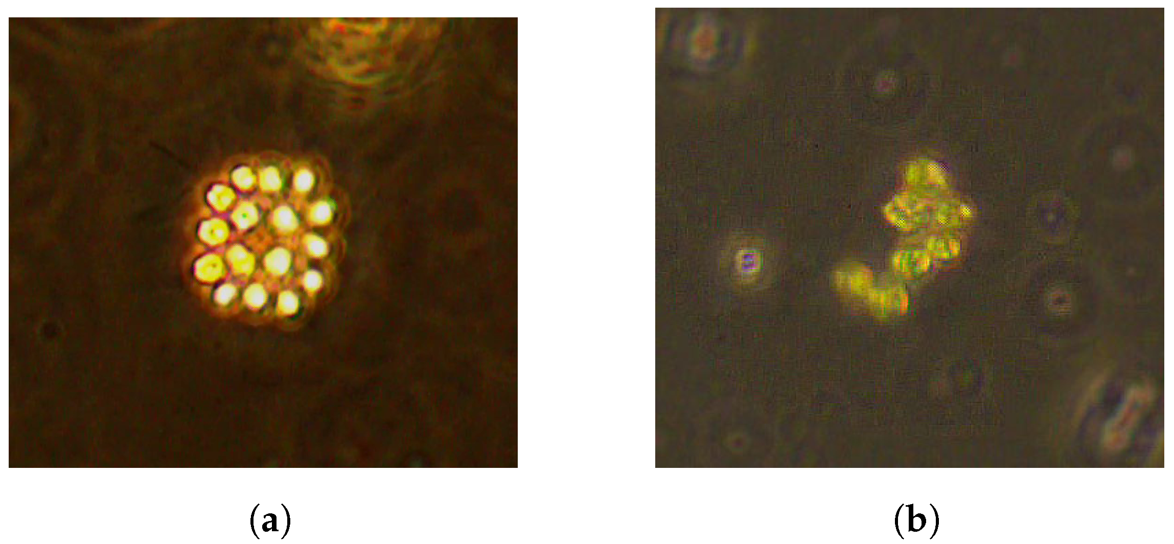 Symmetry 16 00630 g001