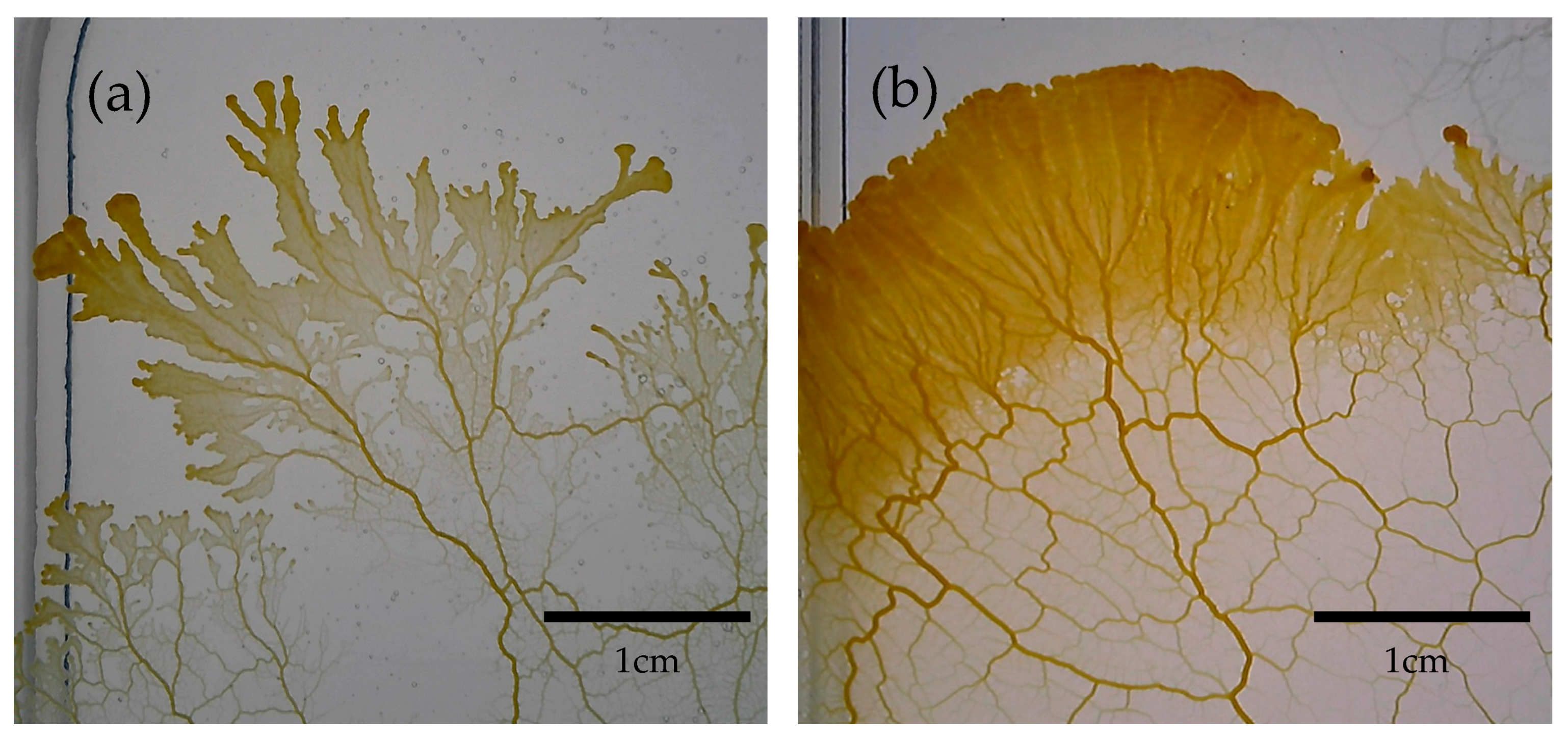 Symmetry 17 00756 g001