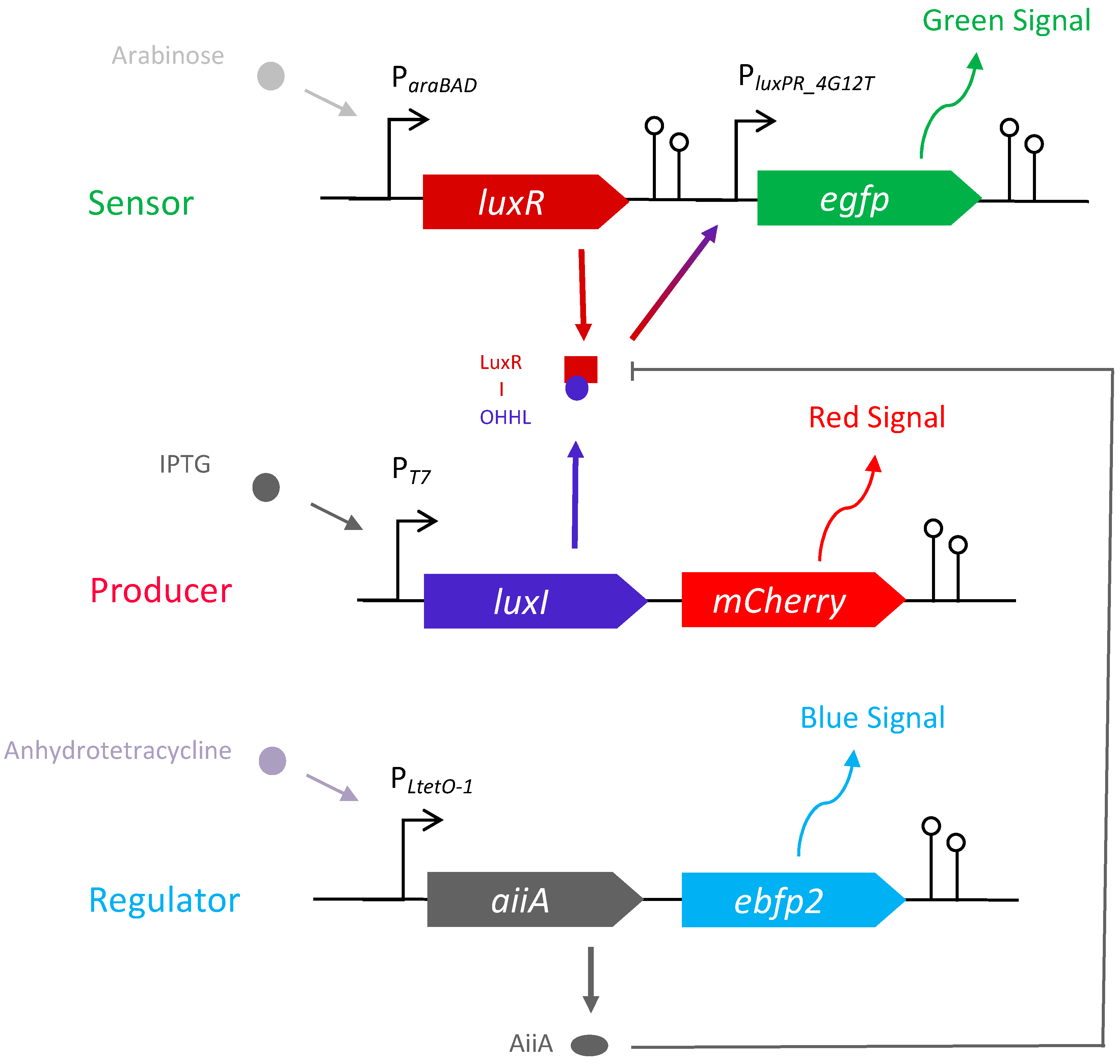 Synbio 01 00010 g001