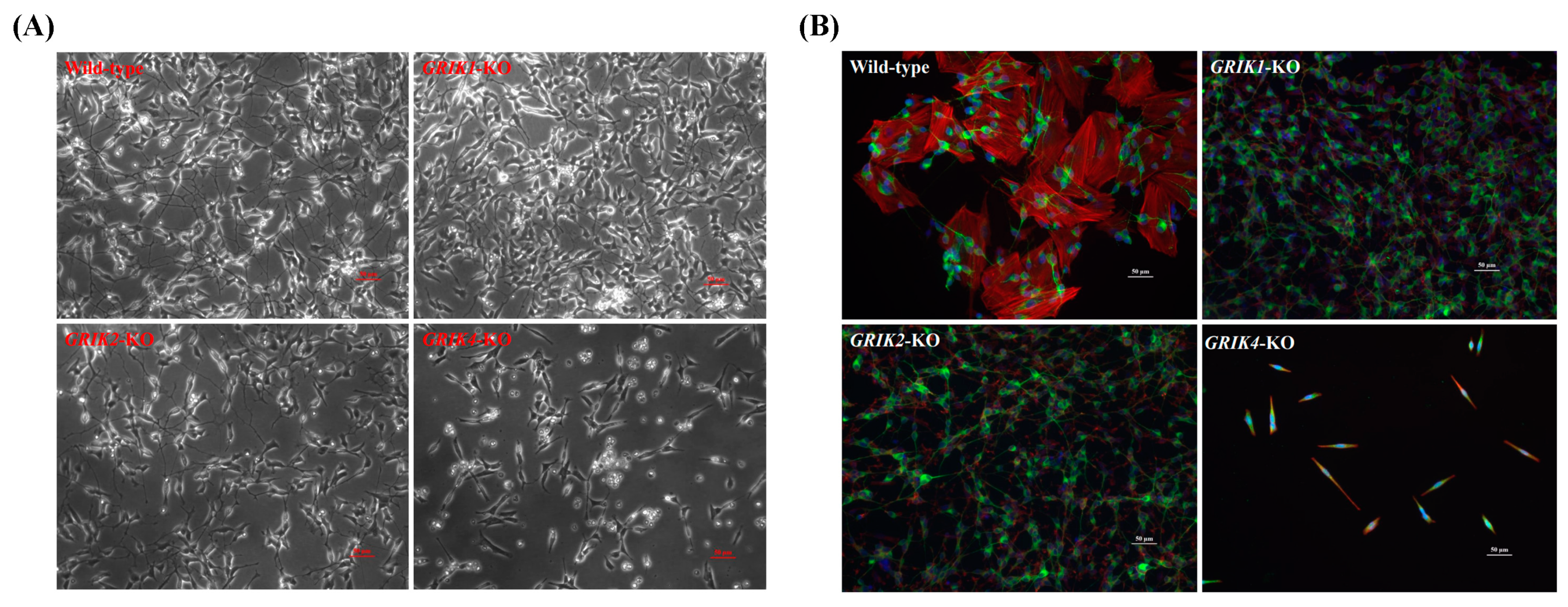 Synbio 02 00004 g004